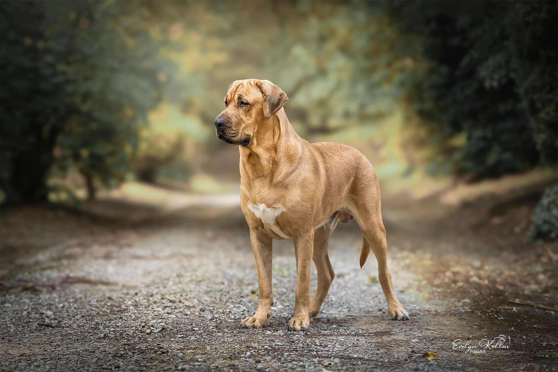Tan short-haired dog standing on a gravel forest path, looking to the left with trees blurred in the background.