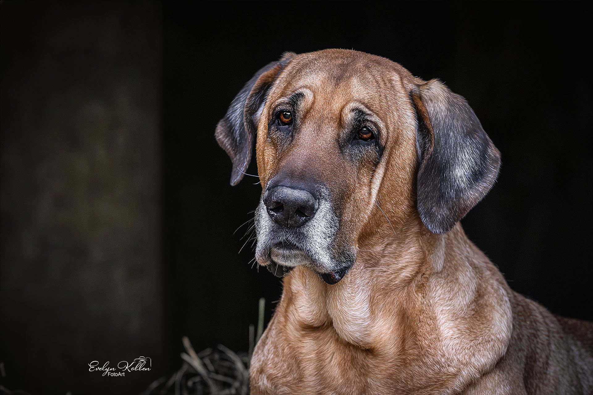 Close-up portrait of a brown dog with a graying muzzle and amber eyes, sitting against a dark background with straw at the bottom left corner.