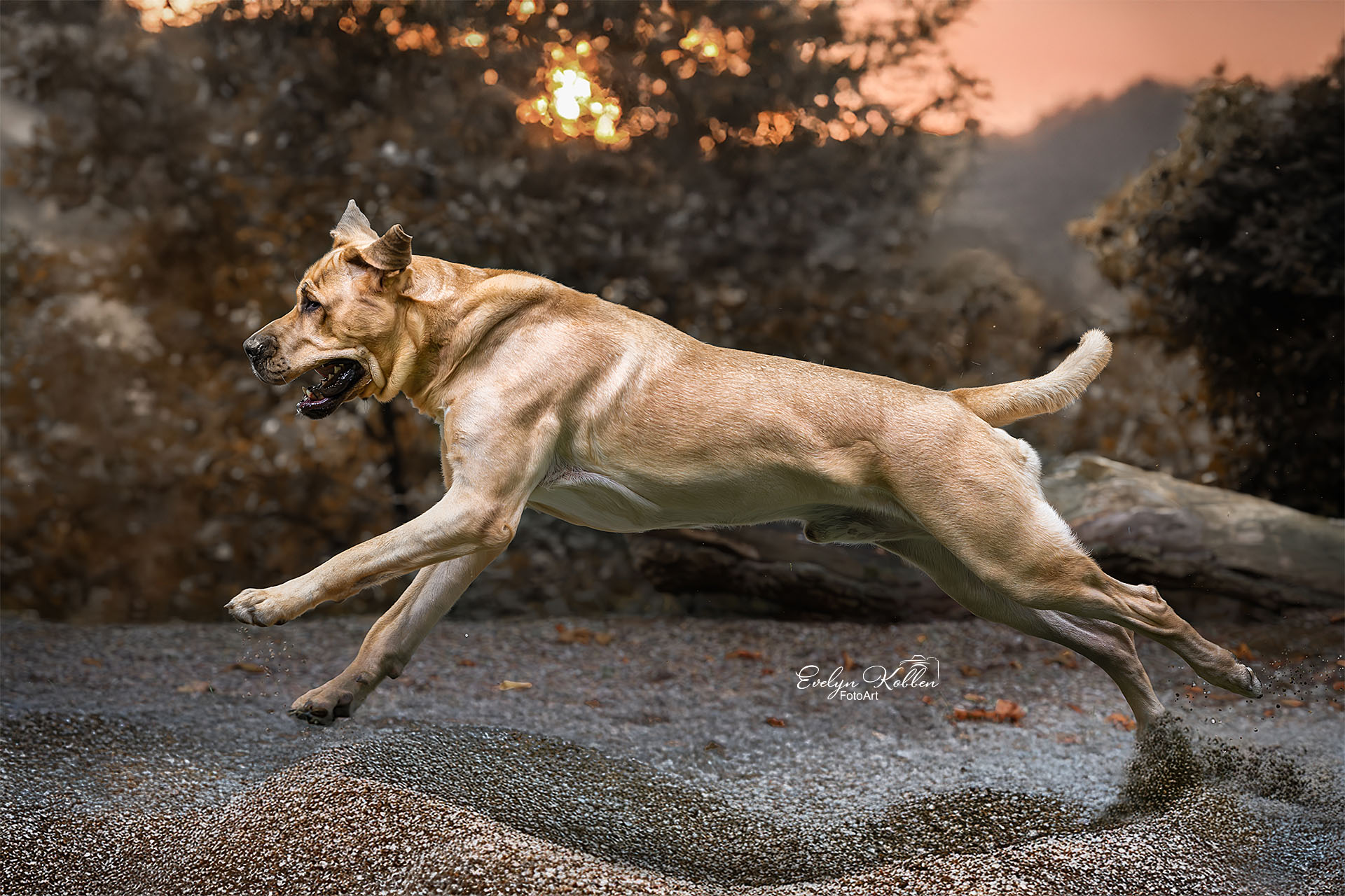 Dog mid-leap across a rocky, wet surface with a blurred forest and warm sunset in the background.