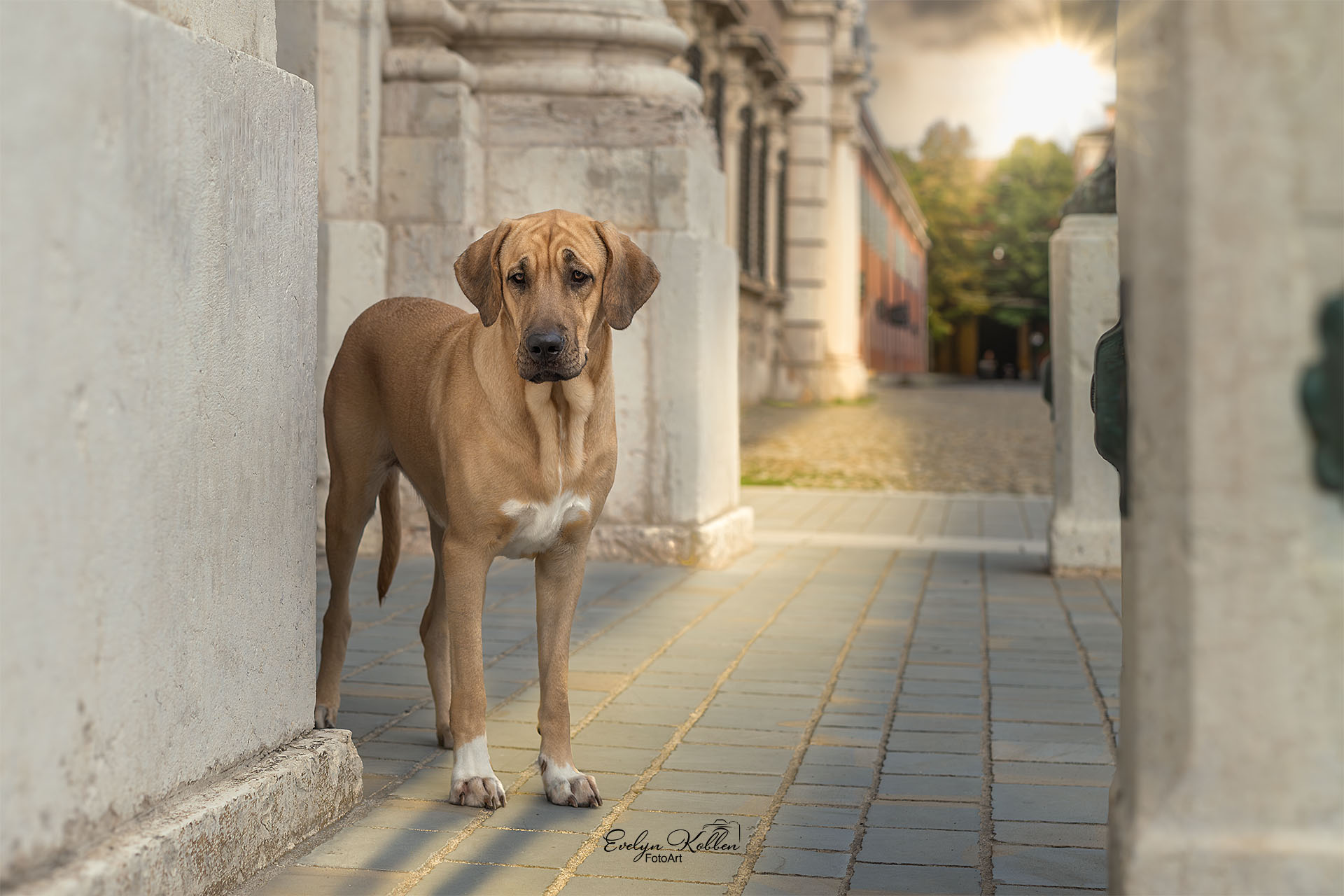 Brown dog with white chest standing in a stone alleyway between columns, looking at the camera.