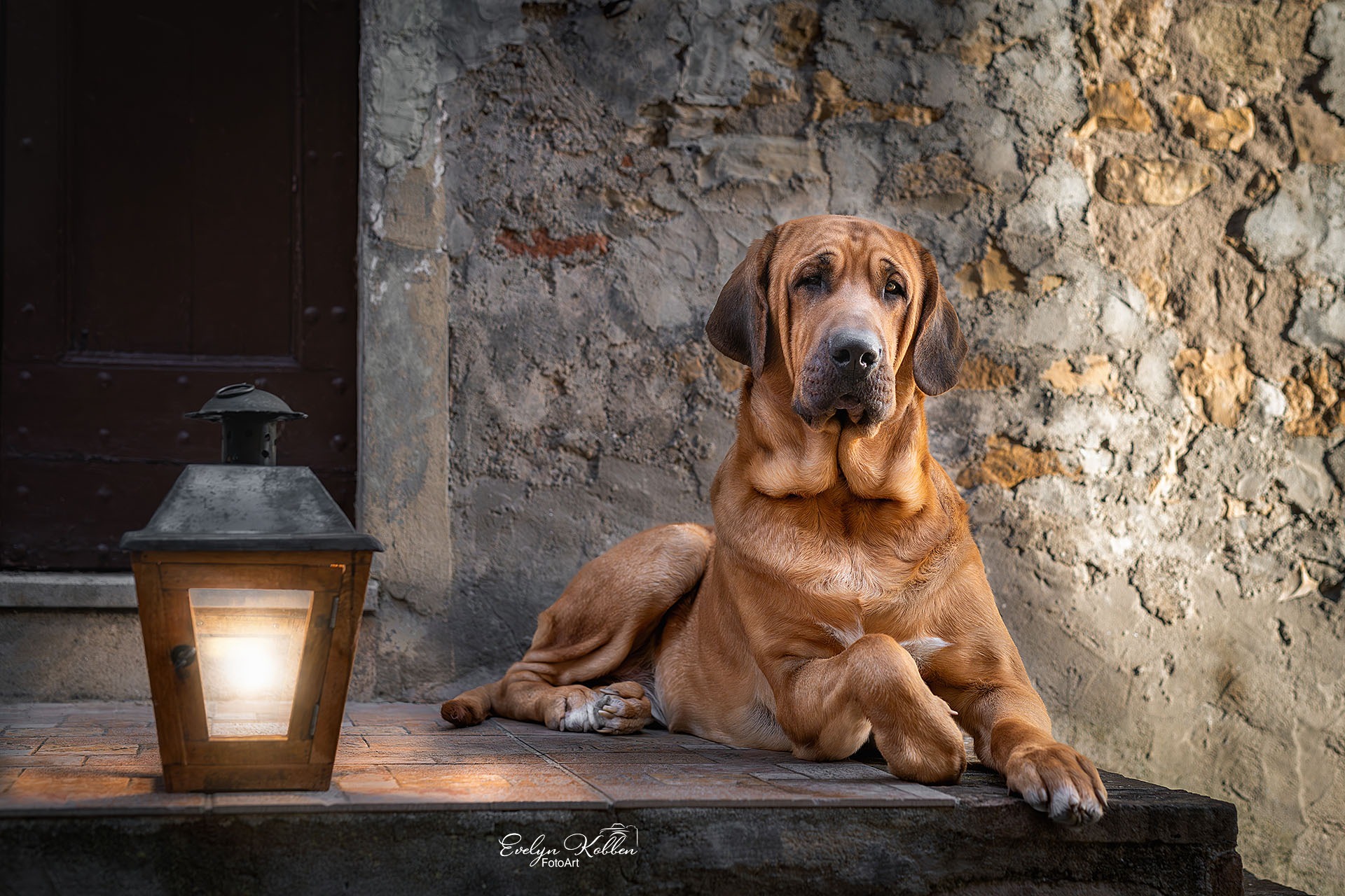 A large brown dog relaxing on a stone step beside a lit wooden lantern, with a textured weathered wall in the background.
