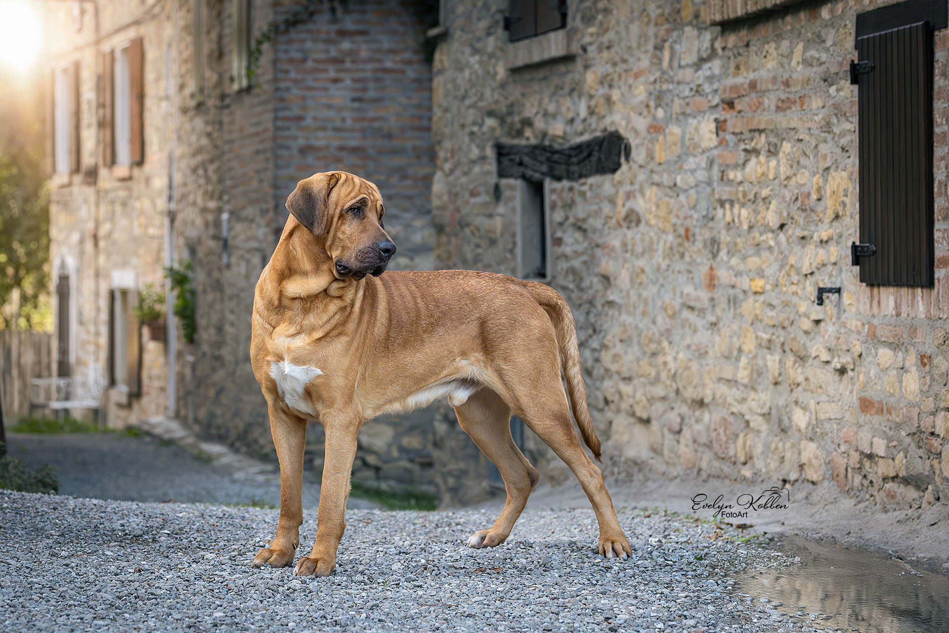 Brown dog standing on gravel in a sunlit alley with old stone buildings and a closed black shutter on the wall to the right.