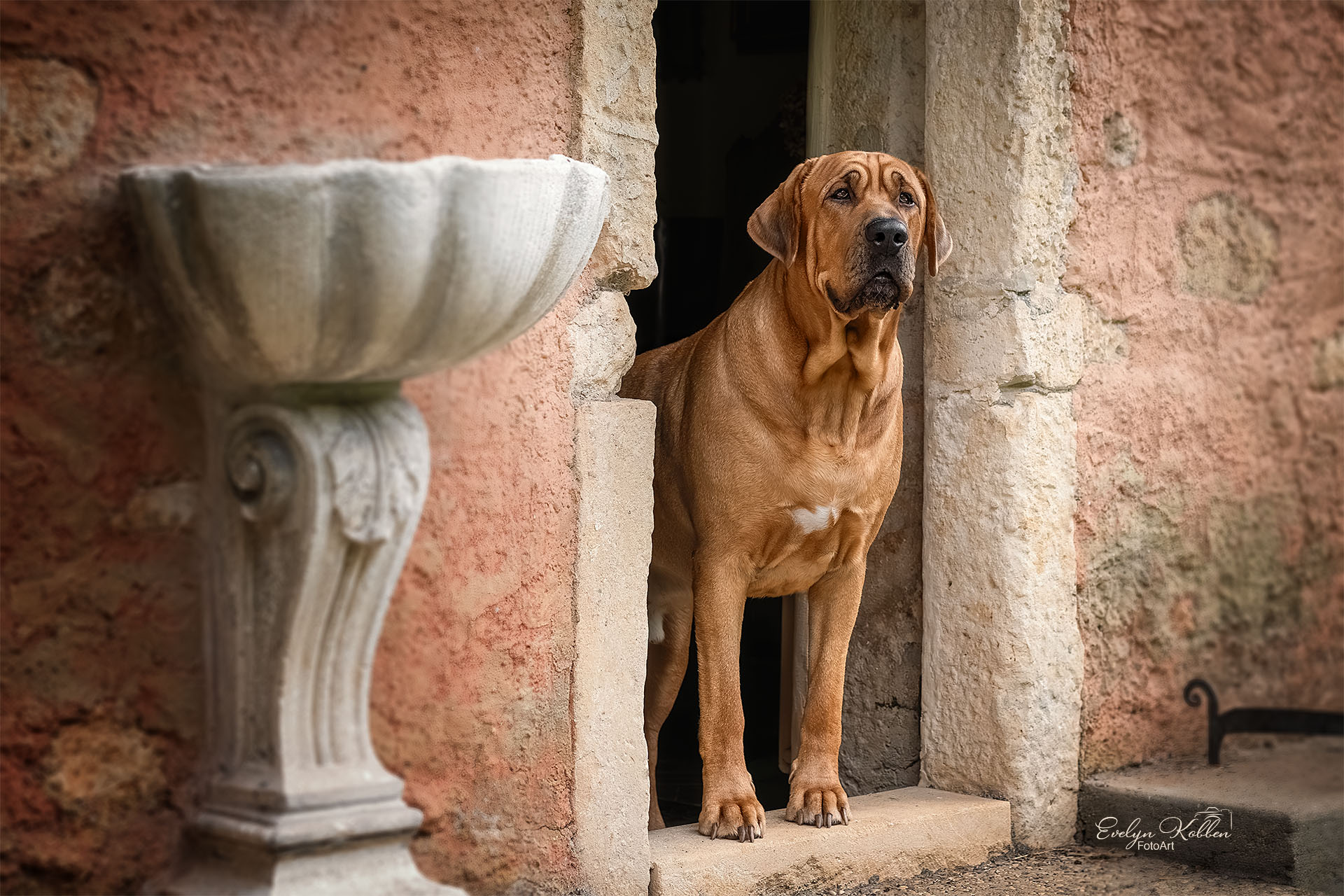 Brown mastiff standing on a stone doorway step, framed by weathered pink stucco walls and columns, looking outward with calm eyes.