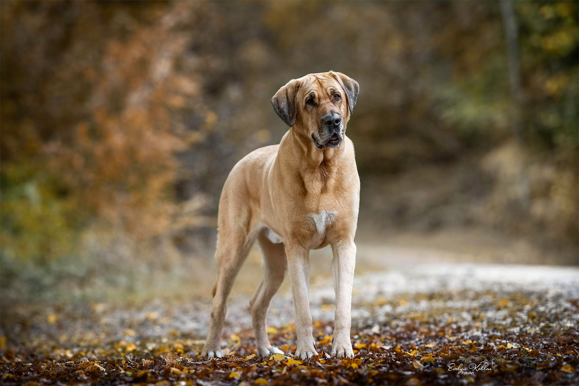 Brown dog standing on a leaf-covered path in autumn woods, looking toward the camera.