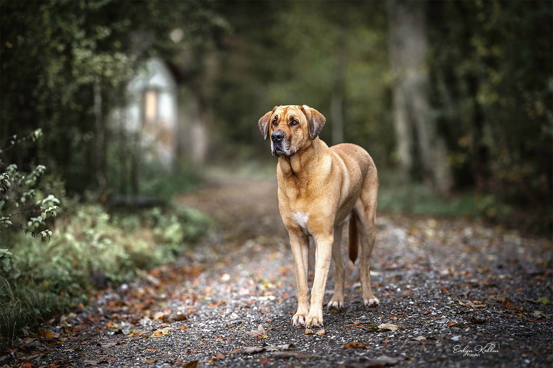 A large tan dog stands on a leaf-strewn forest path, looking off to the side.
