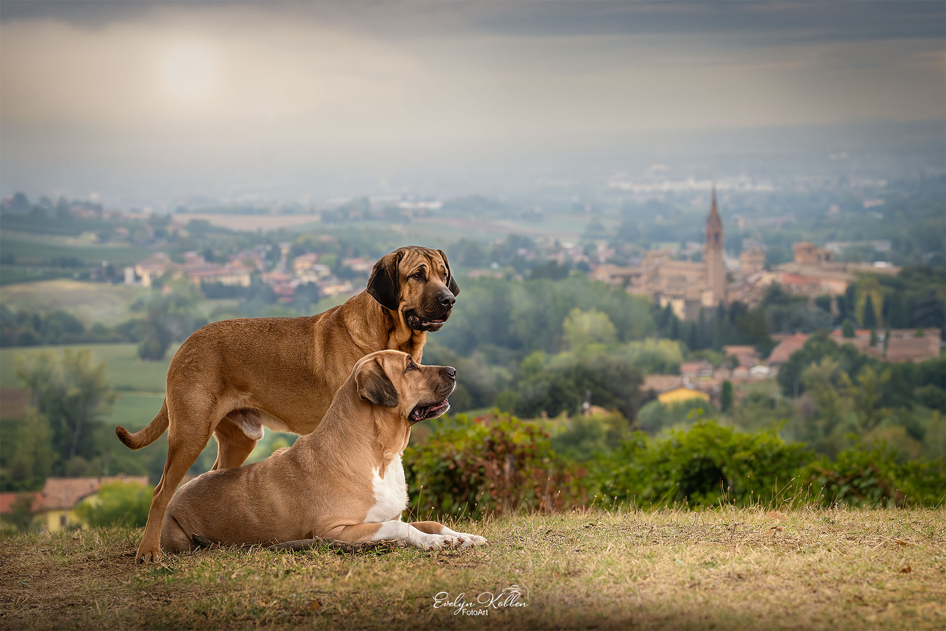 Two large brown dogs lounging on a grassy hillside with a distant village and church spire in the background. Two dogs rest on a hill as a valley and town spread out beyond them.
