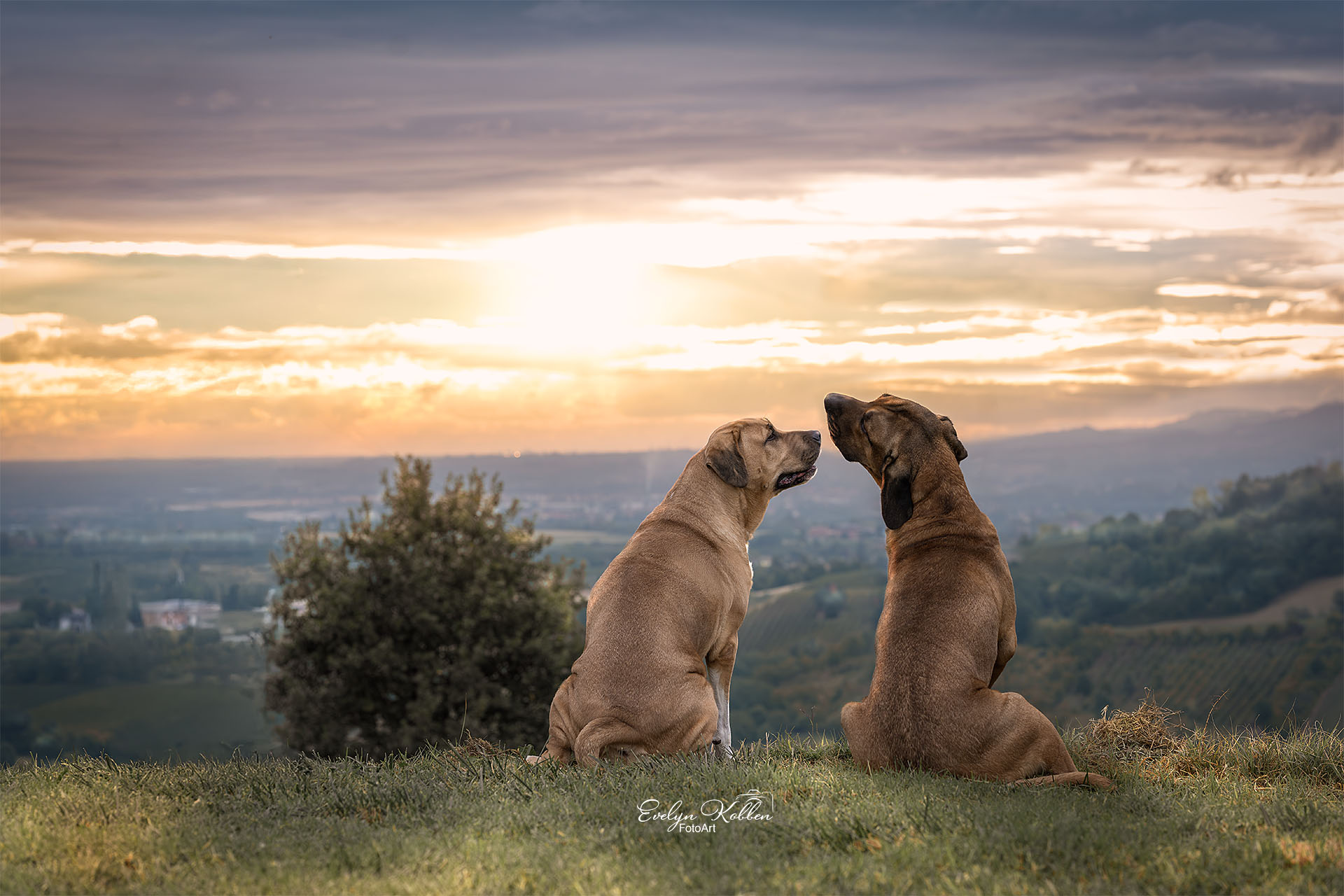 Two dogs sit on a grassy hill at sunset, facing each other with a warm sky and distant landscape.