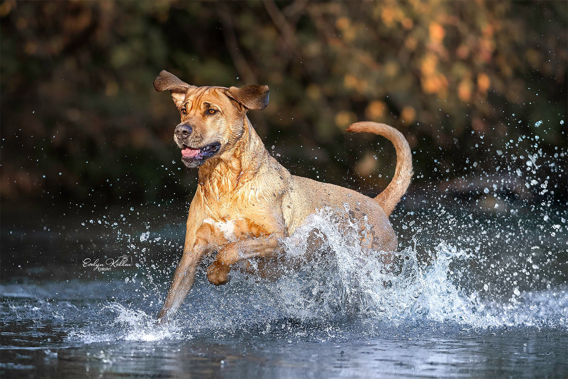 Brown dog running through shallow water, spraying droplets as it splashes forward outdoors