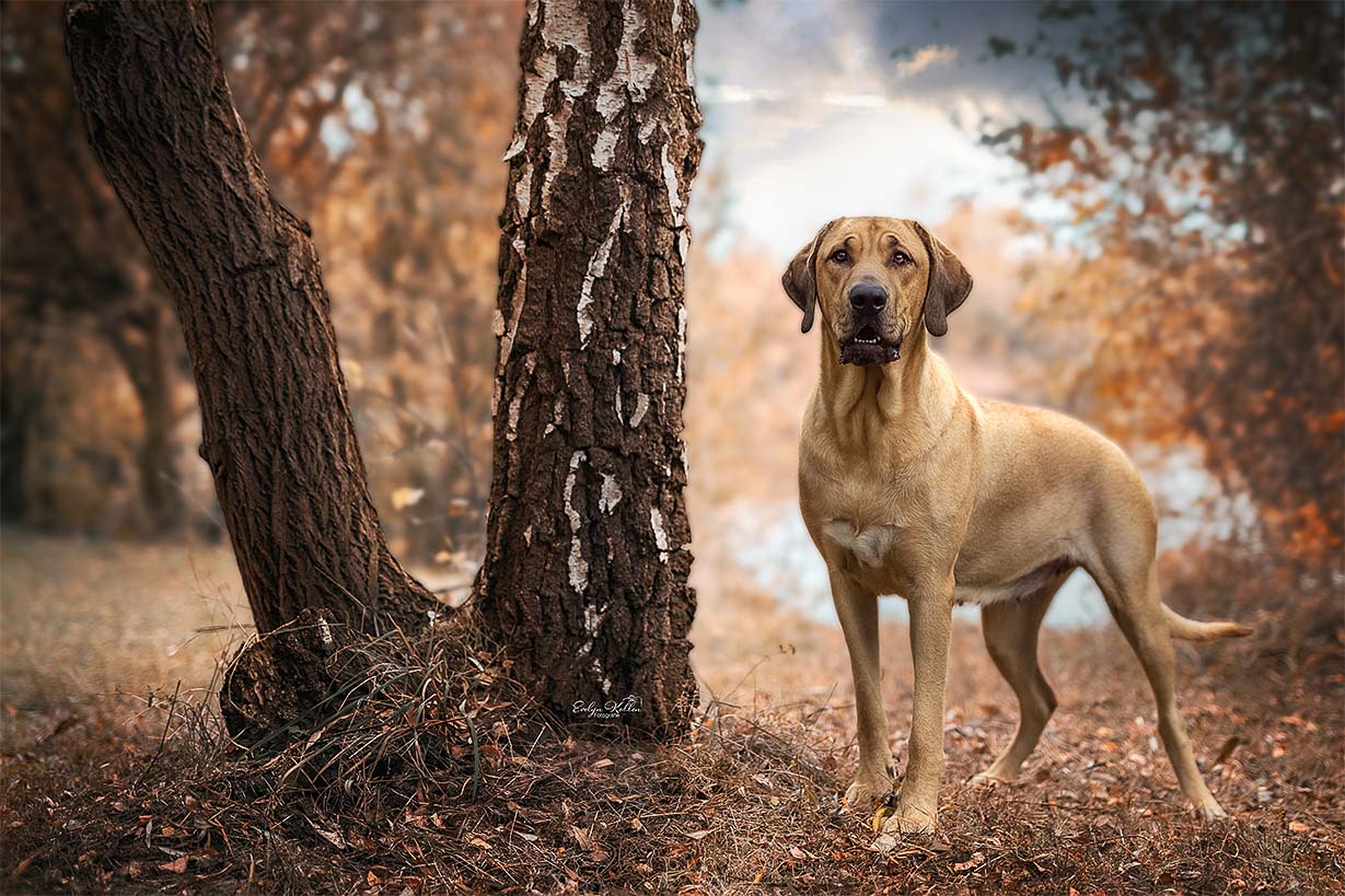 A tan dog standing on fallen leaves beside a large tree in an autumnal forest.