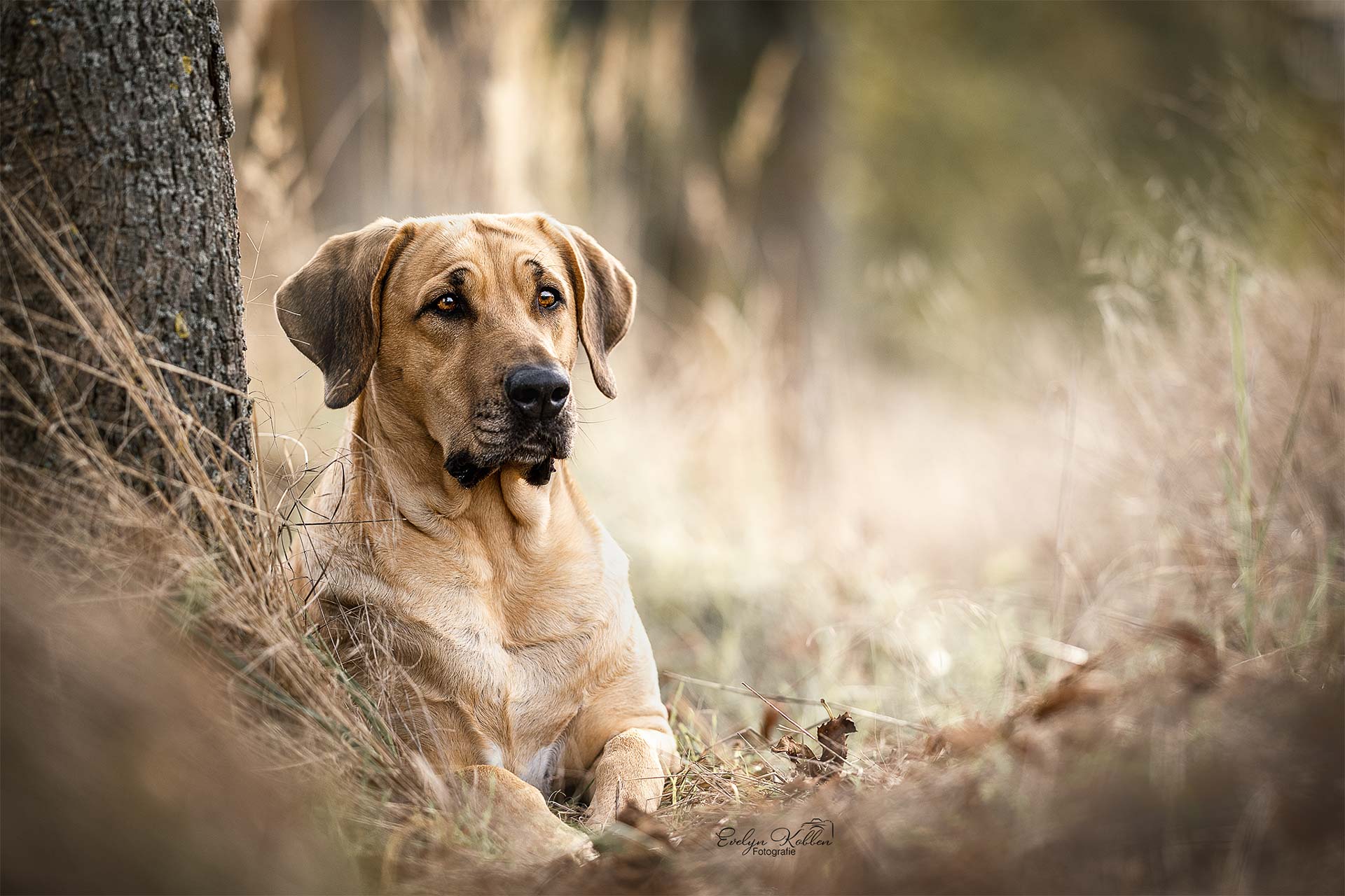 Tan-colored hound dog resting on dry grass beside a tree in a sunlit forest clearing, gazing toward the camera with a calm expression.