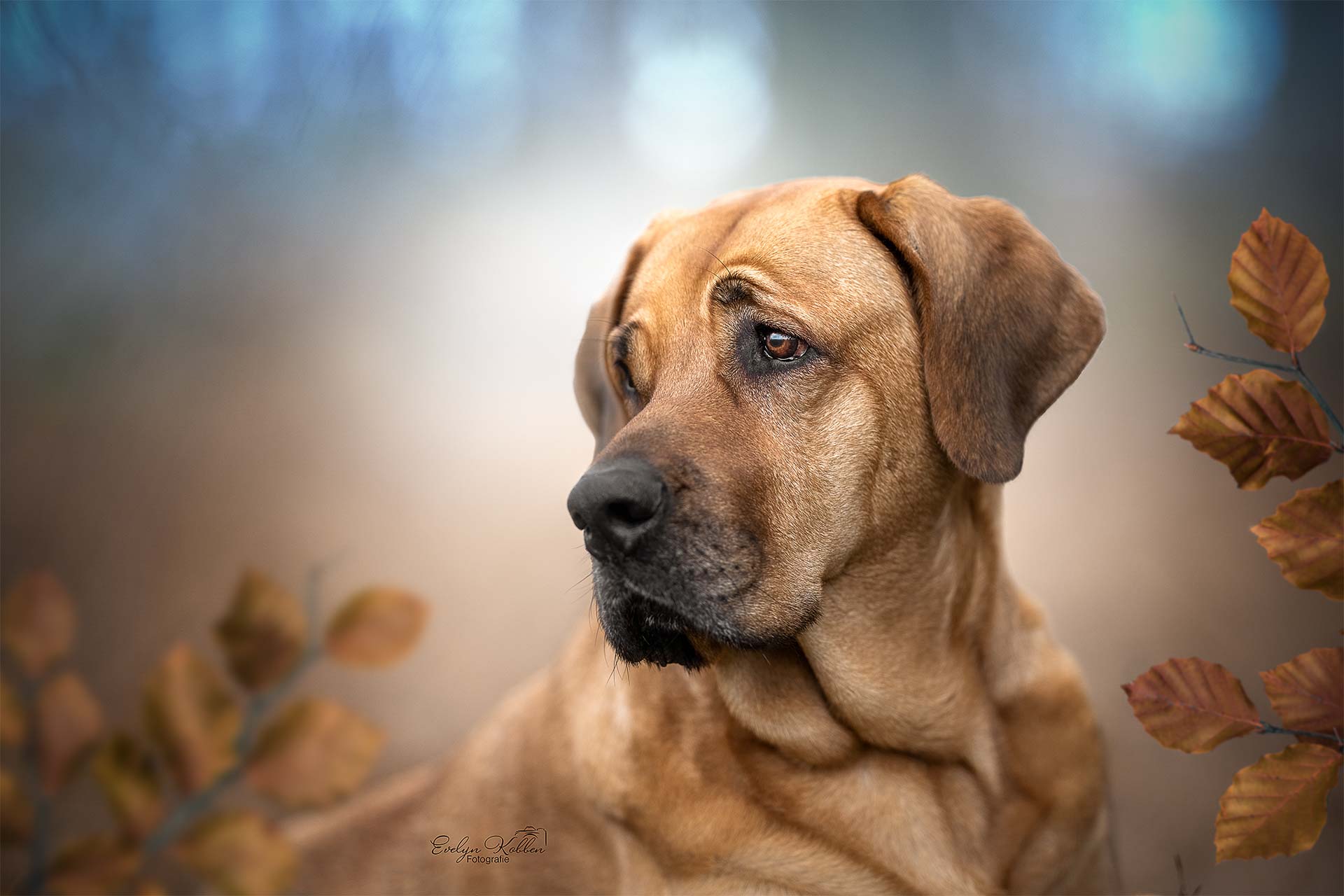 Close-up of a brown dog looking off to the side, with autumn leaves in a blurred background.