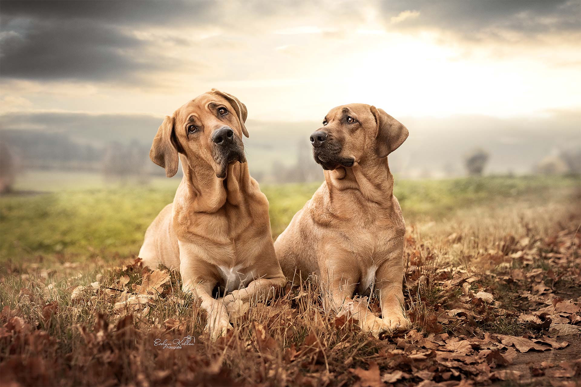 Two brown dogs sit together in a leaf-strewn field at sunset, looking toward the camera.