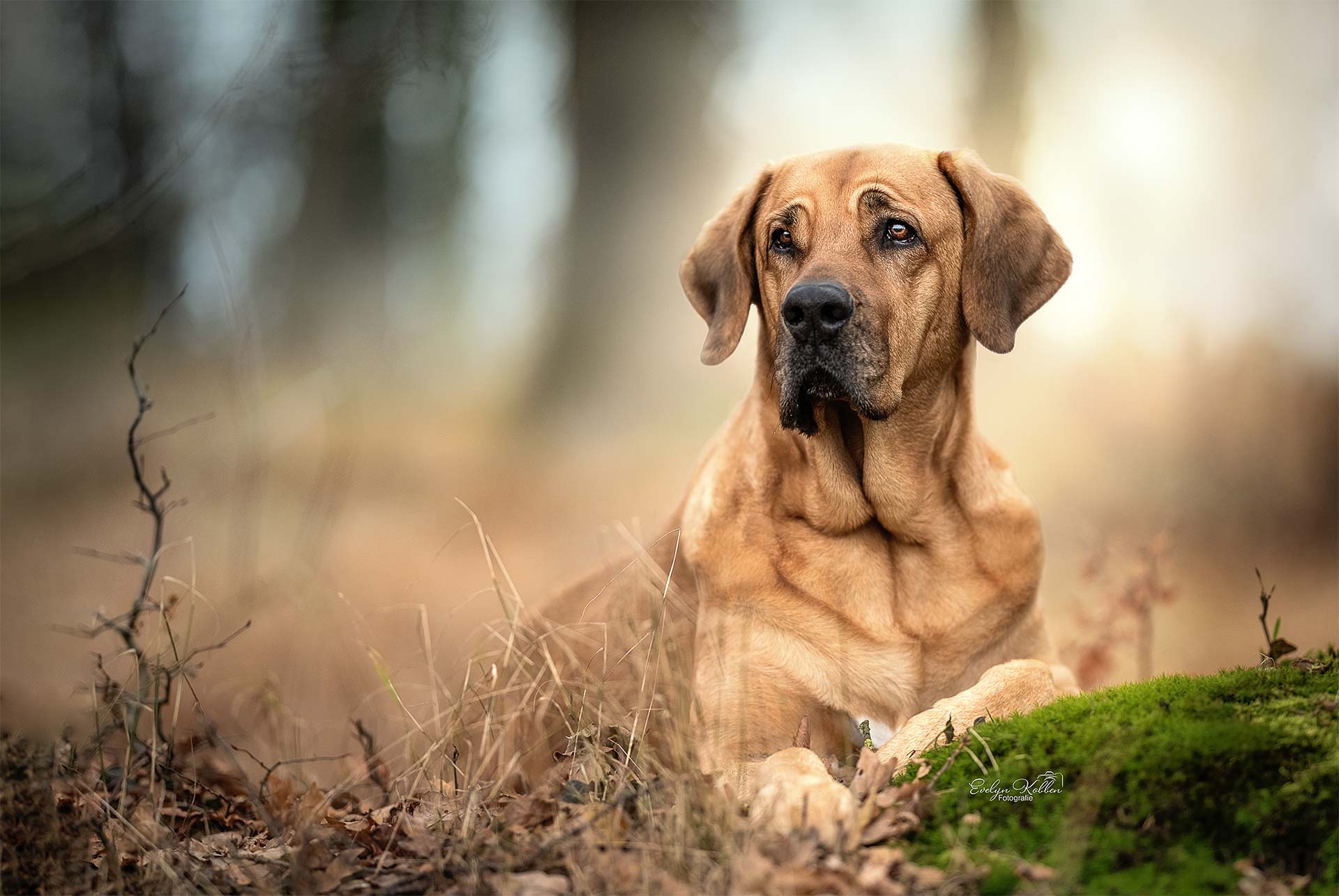 Brown dog lying among dried leaves outdoors, looking calmly at the camera with a soft background blur behind him.