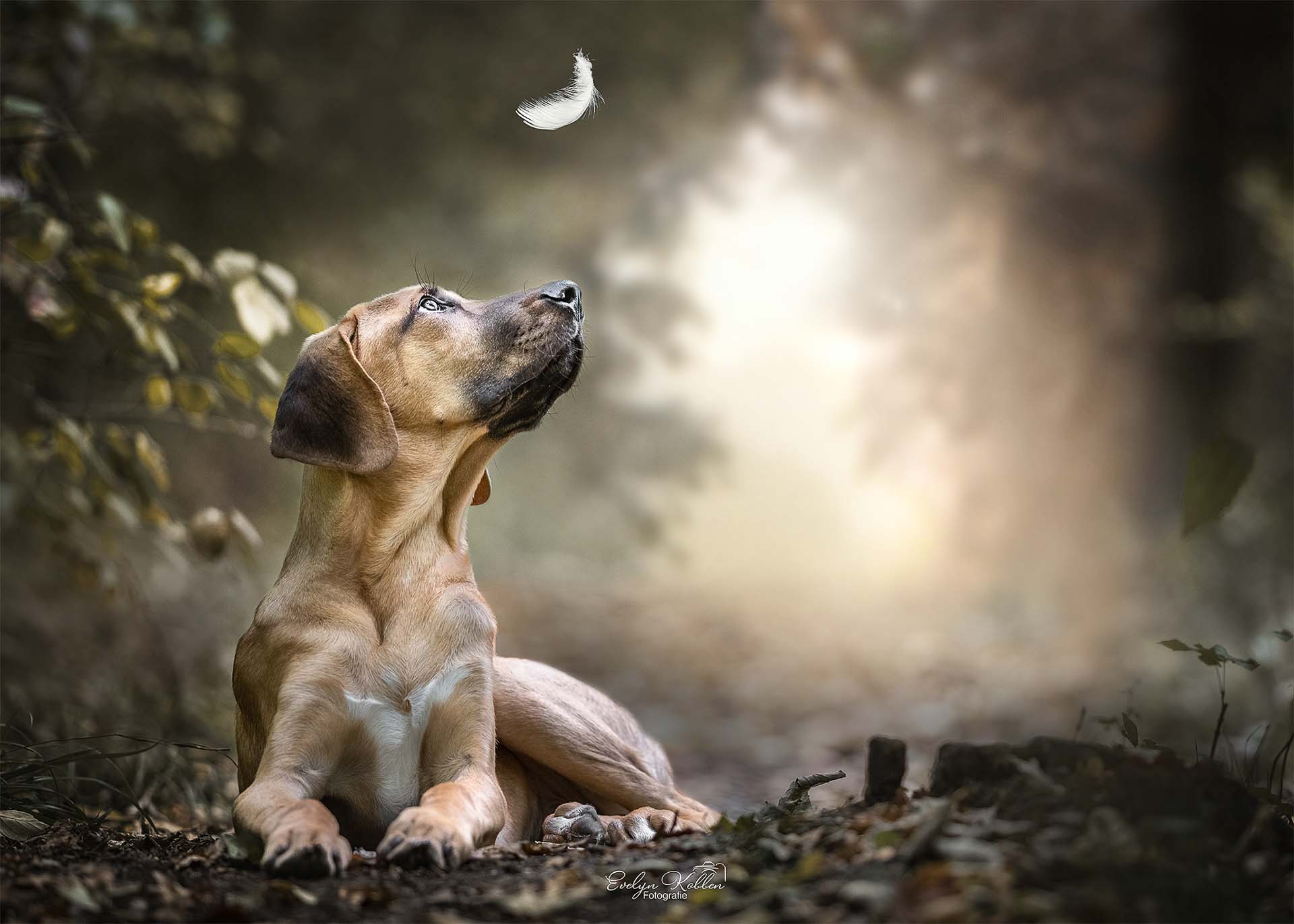 Dog lying on the ground in a forest setting, gazing up at a white feather floating above him.
