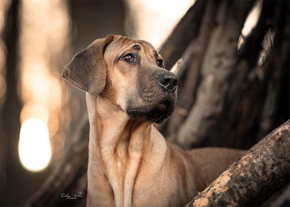 Brown dog standing among trees, looking to the right with a calm, attentive expression.