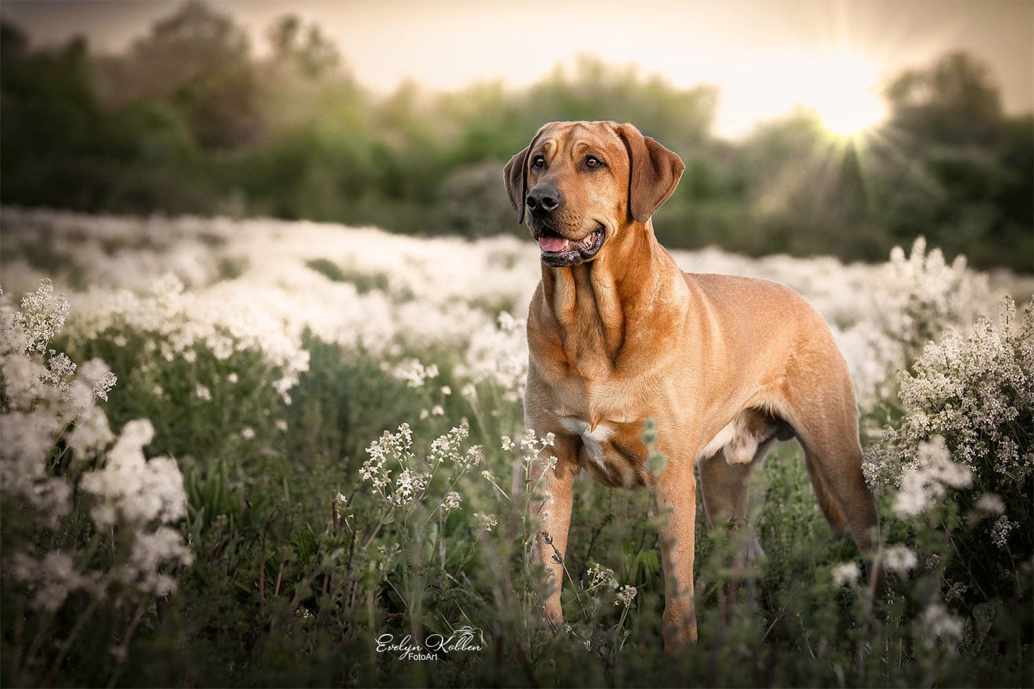 Brown dog standing in a field of white flowers at sunset, looking toward the camera.