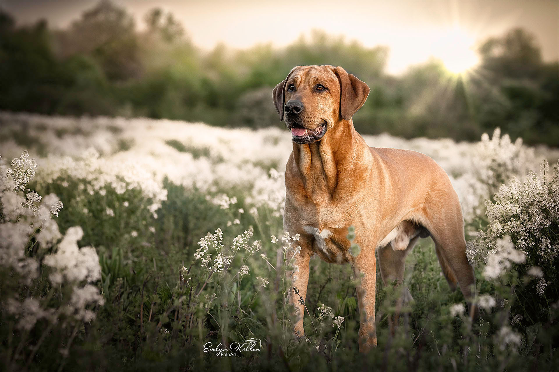 Brown dog standing in a field of white flowers at sunset, looking toward the camera.