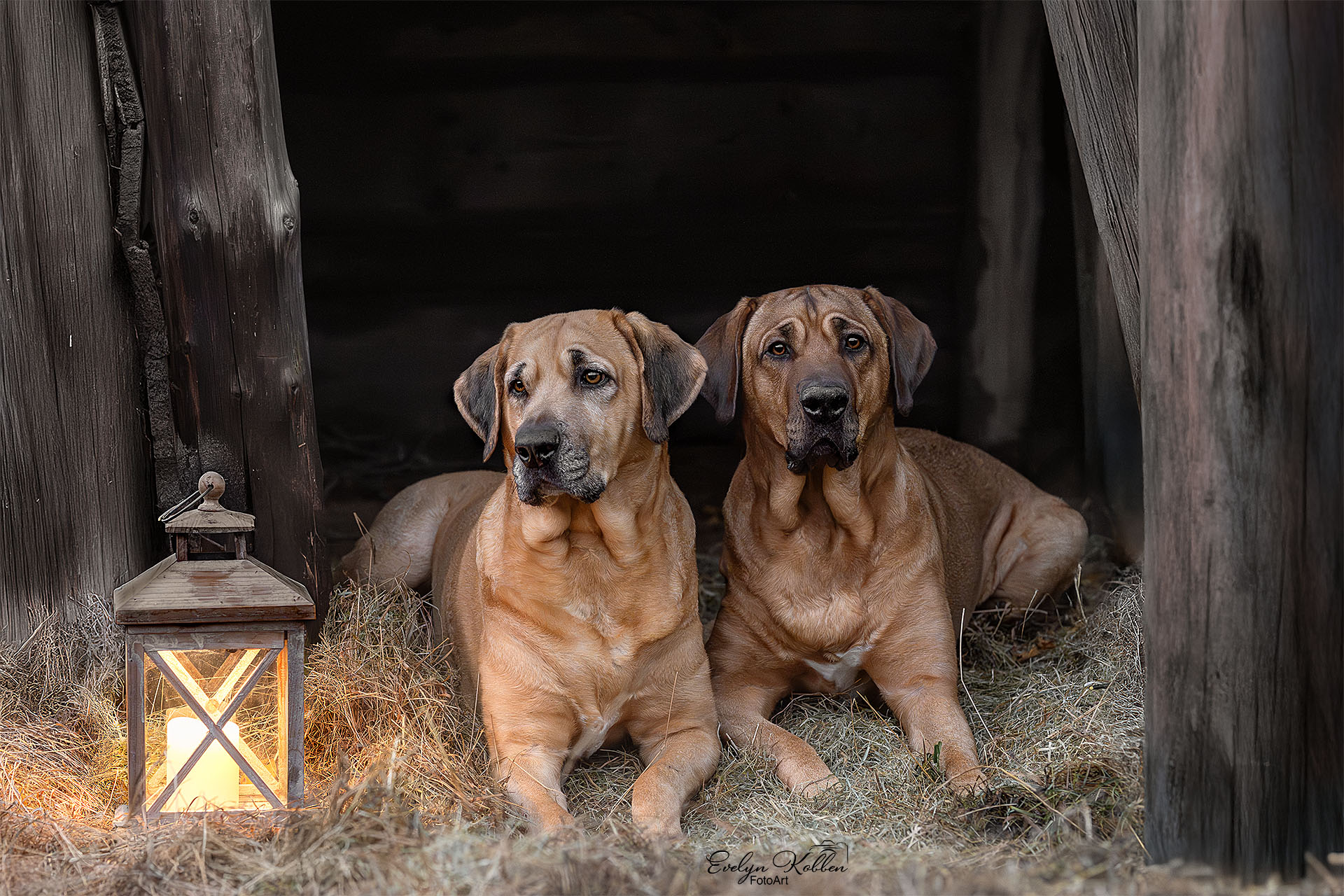 Two large dogs lying side by side in a hay-filled barn doorway with a lit lantern nearby.