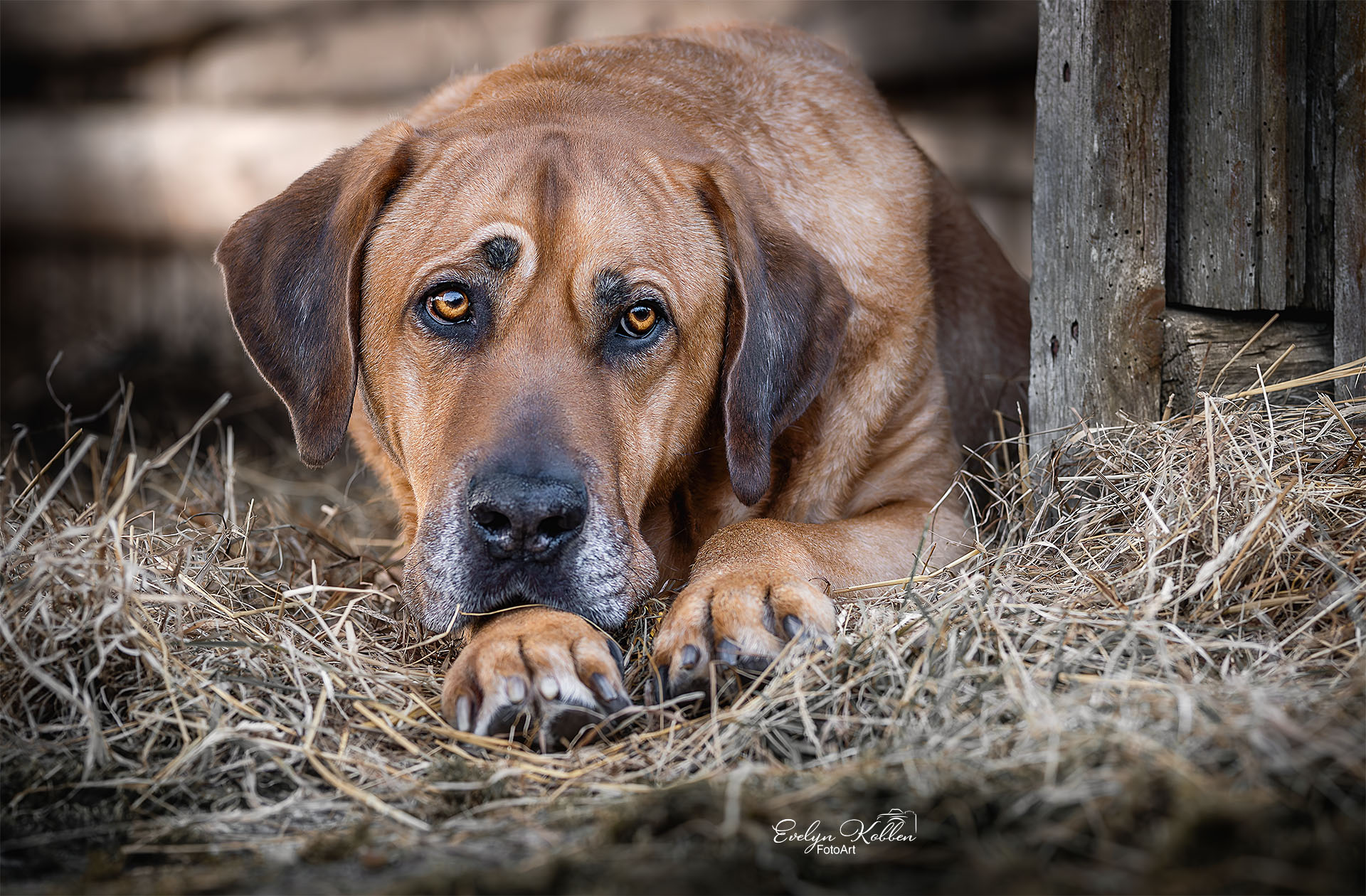 Brown dog with amber eyes resting on straw beside a weathered wooden structure.
