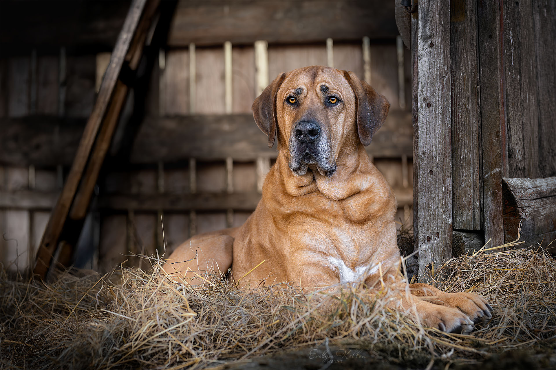 Brown dog resting on hay inside a rustic wooden barn, looking at the camera with amber eyes.
