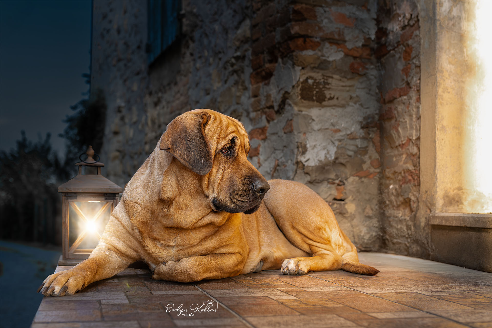 Beige mastiff-like dog lying on tiled porch beside a lit lantern at dusk.