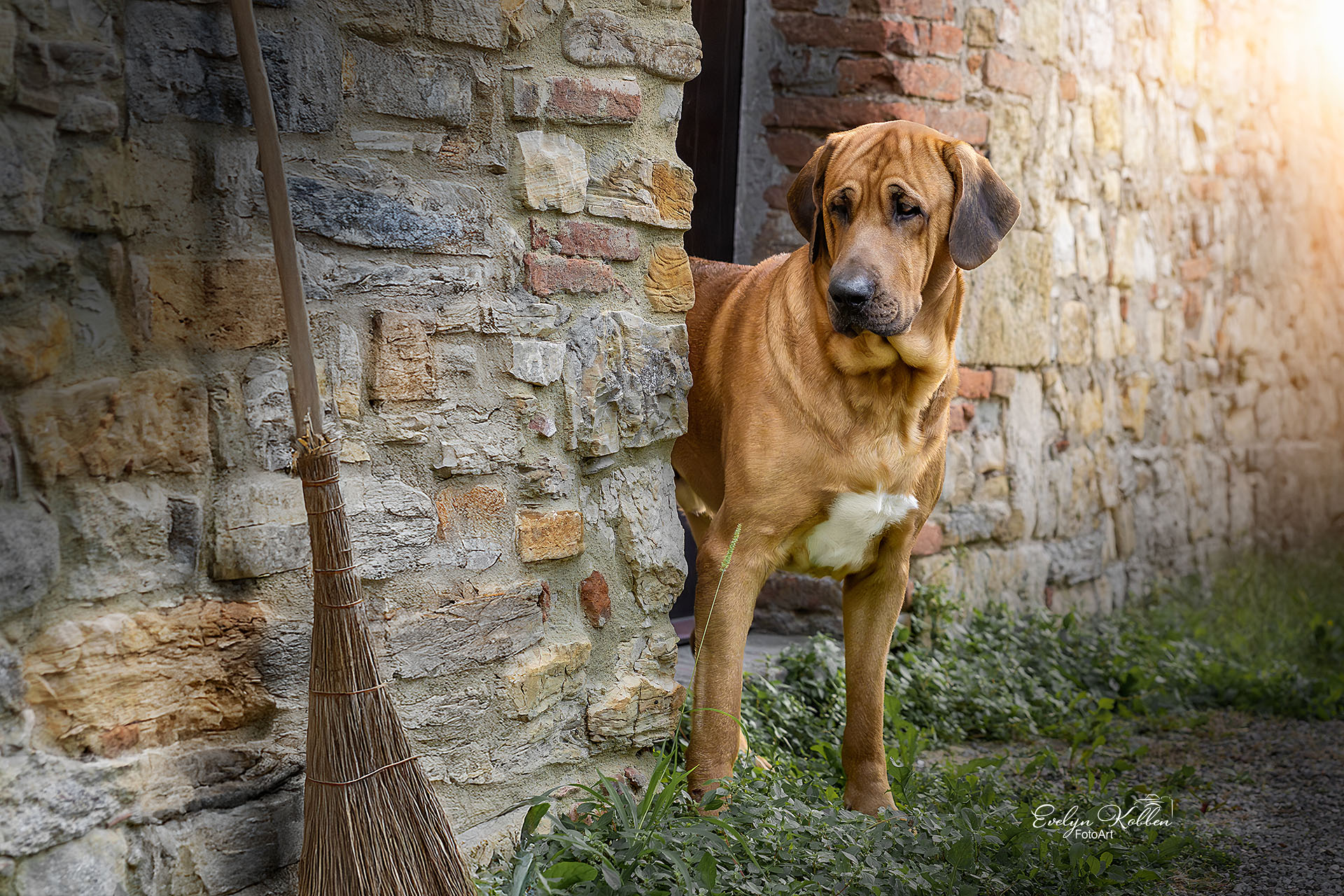 Brown hound dog standing beside a textured stone wall, looking off to the right with a broom leaning against the wall nearby.