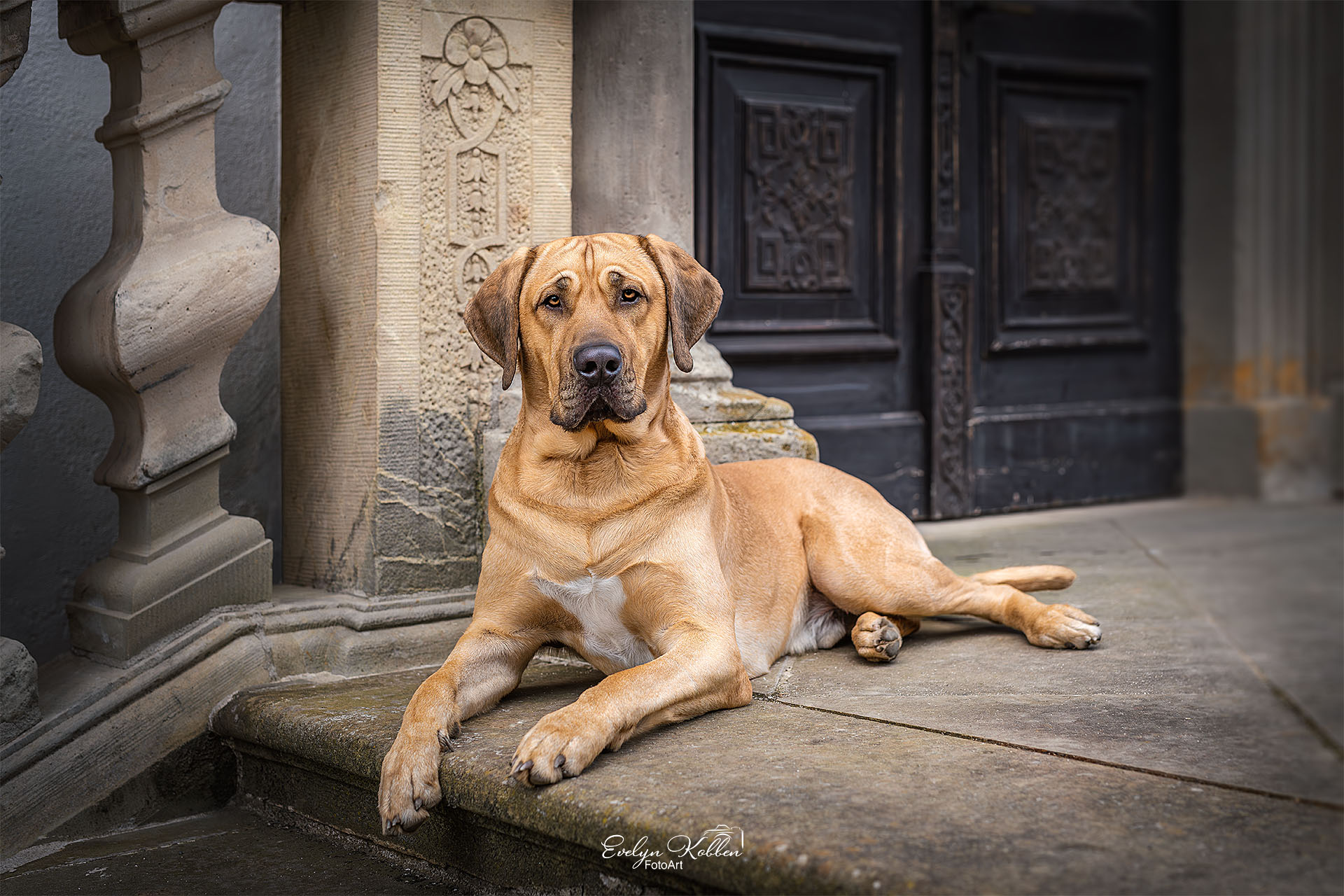 Brown Labrador lying on stone steps in front of an ornate dark door.