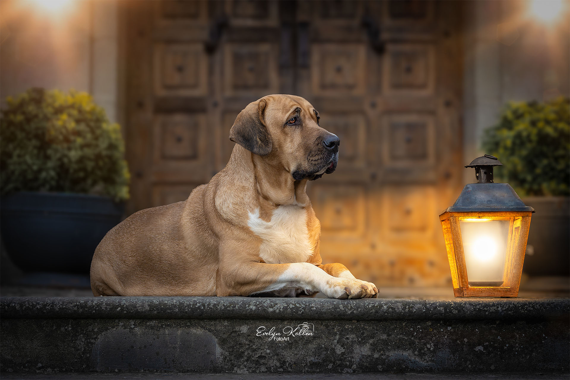 Large tan dog resting on stone steps beside a lit lantern, with a blurred wooden door in the background at dusk.