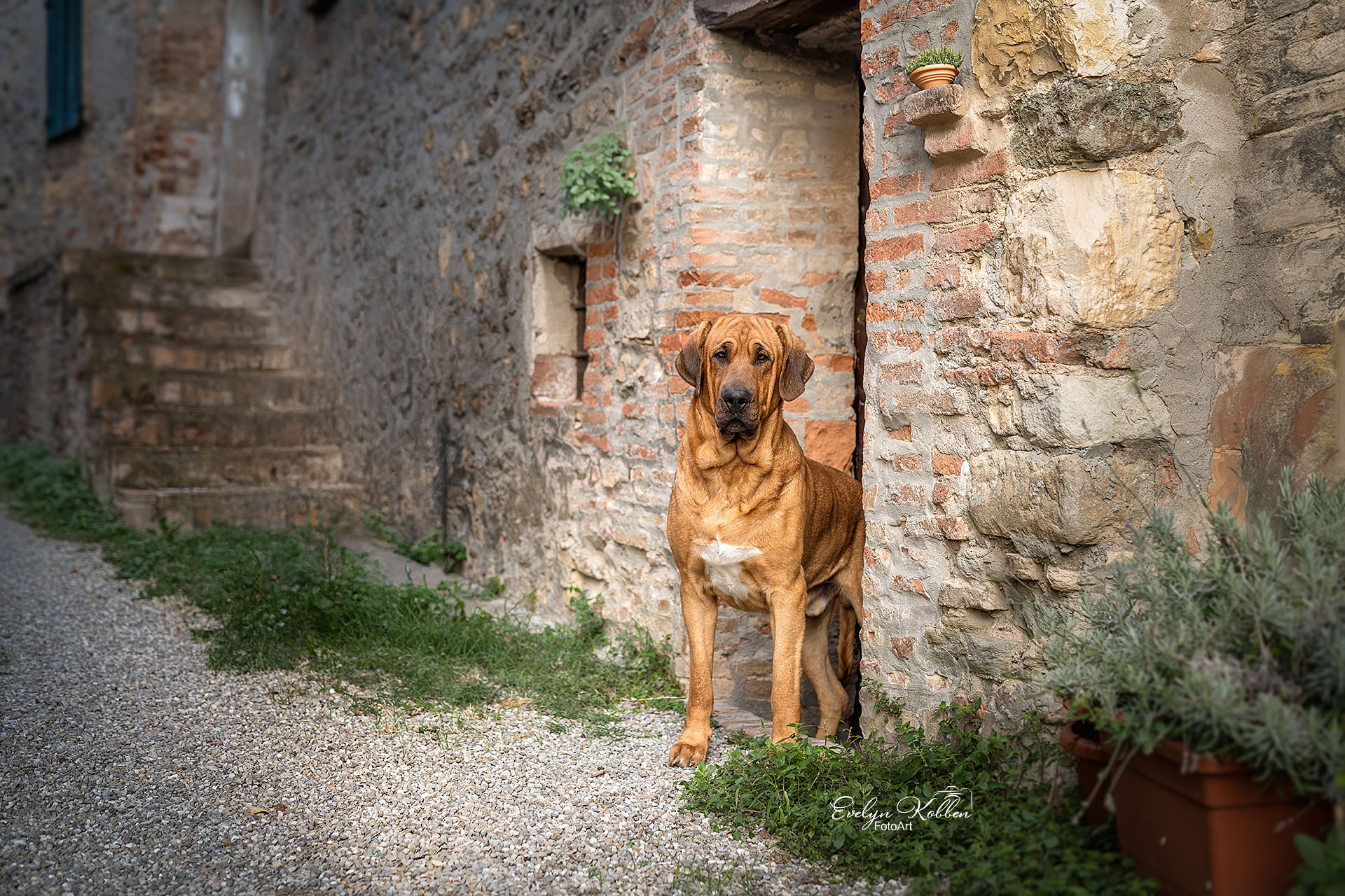 Broholmer – Hundefotografie in Italien - großer brauner Hund steht im Eingang eines alten Steinhauses