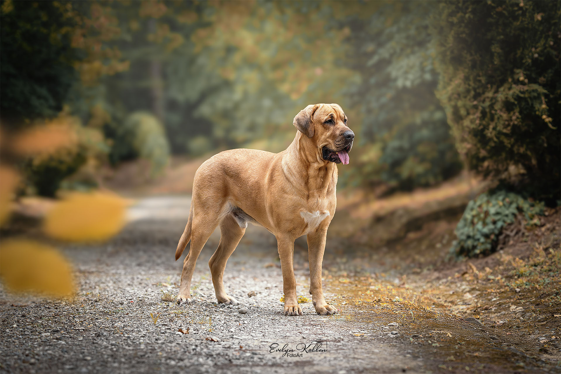 Broholmer Hund – Porträt