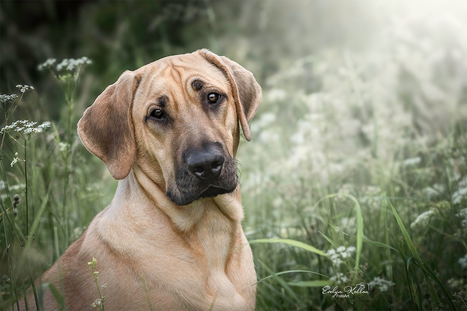 Broholmer Hund – Porträt einer Junghündin auf einer Wiese
