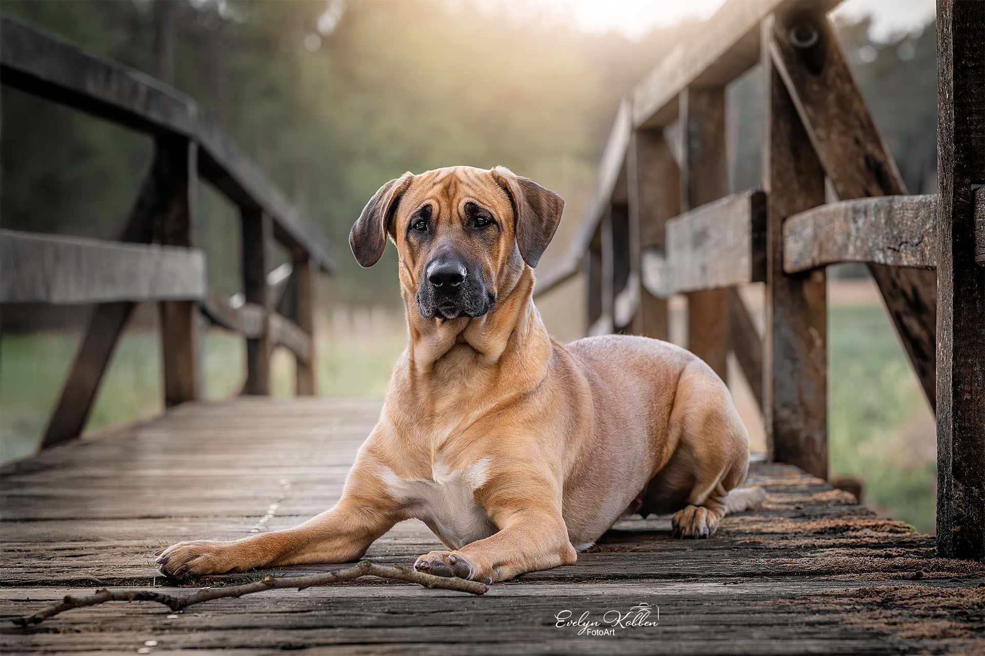 Broholmer Hund auf einer Holzbrücke