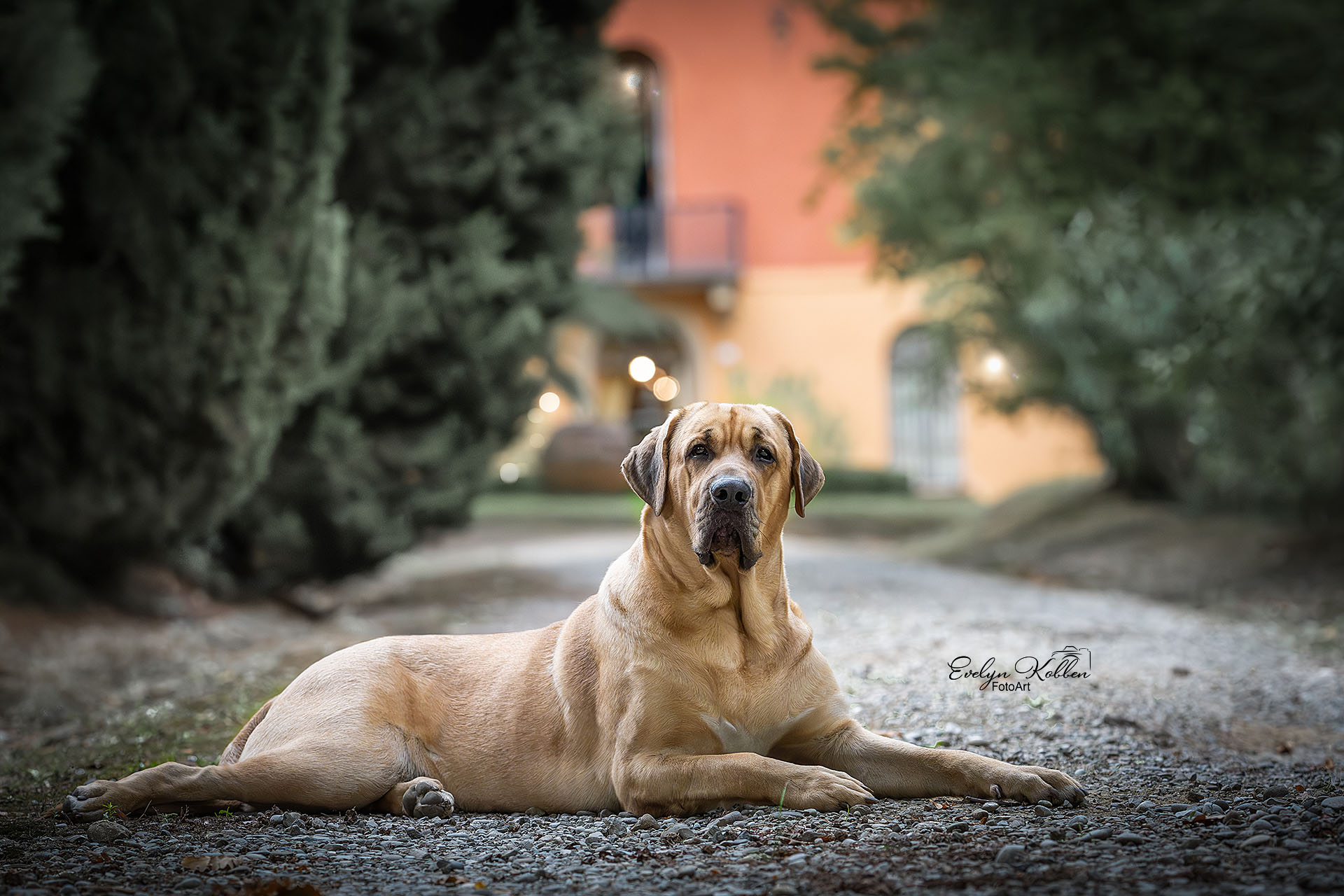 Ein Broholmer liegt in der Zuwegung vor einem wunderschönen Haus in Italien