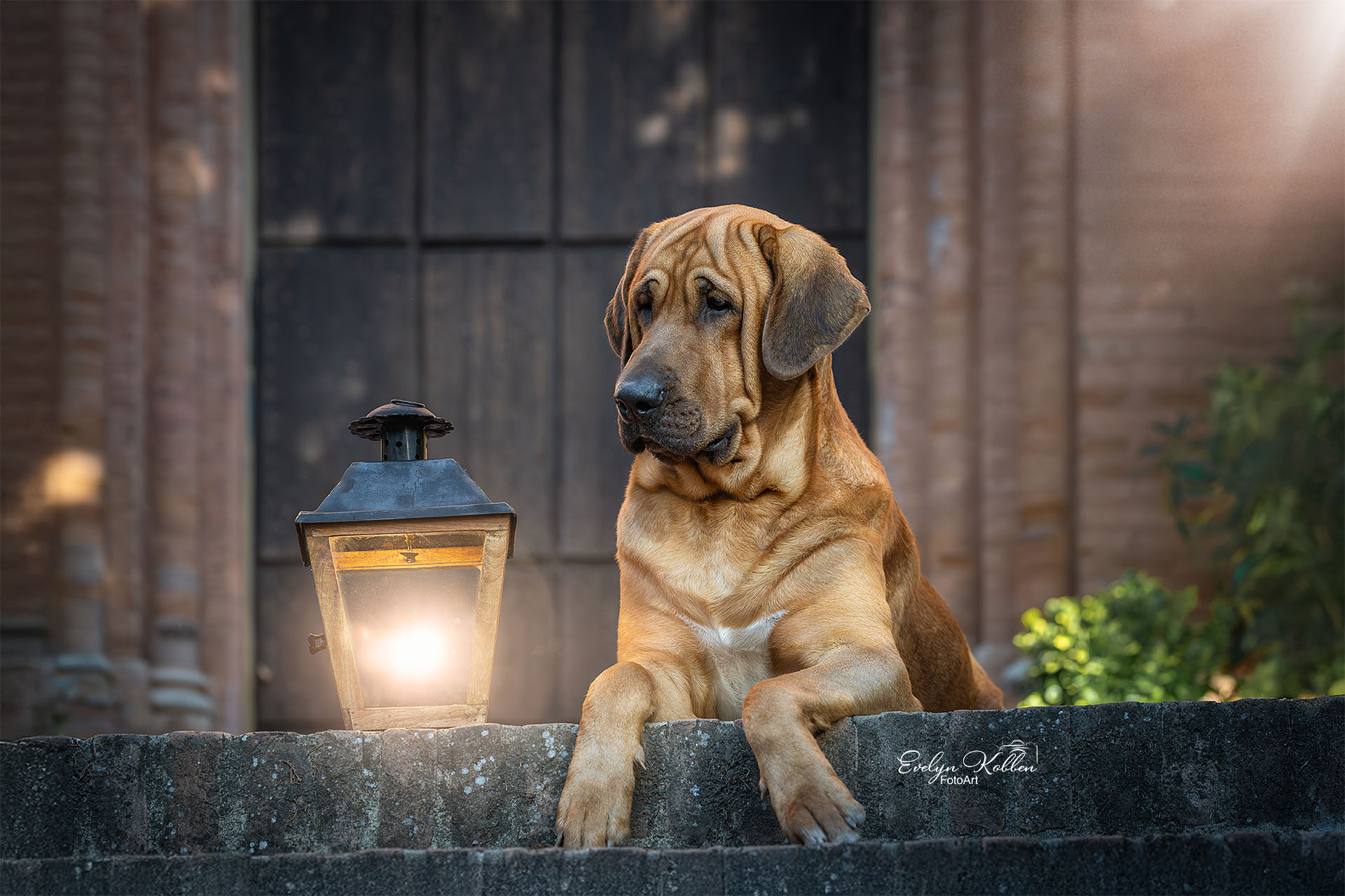 Broholmer Hund – Porträt