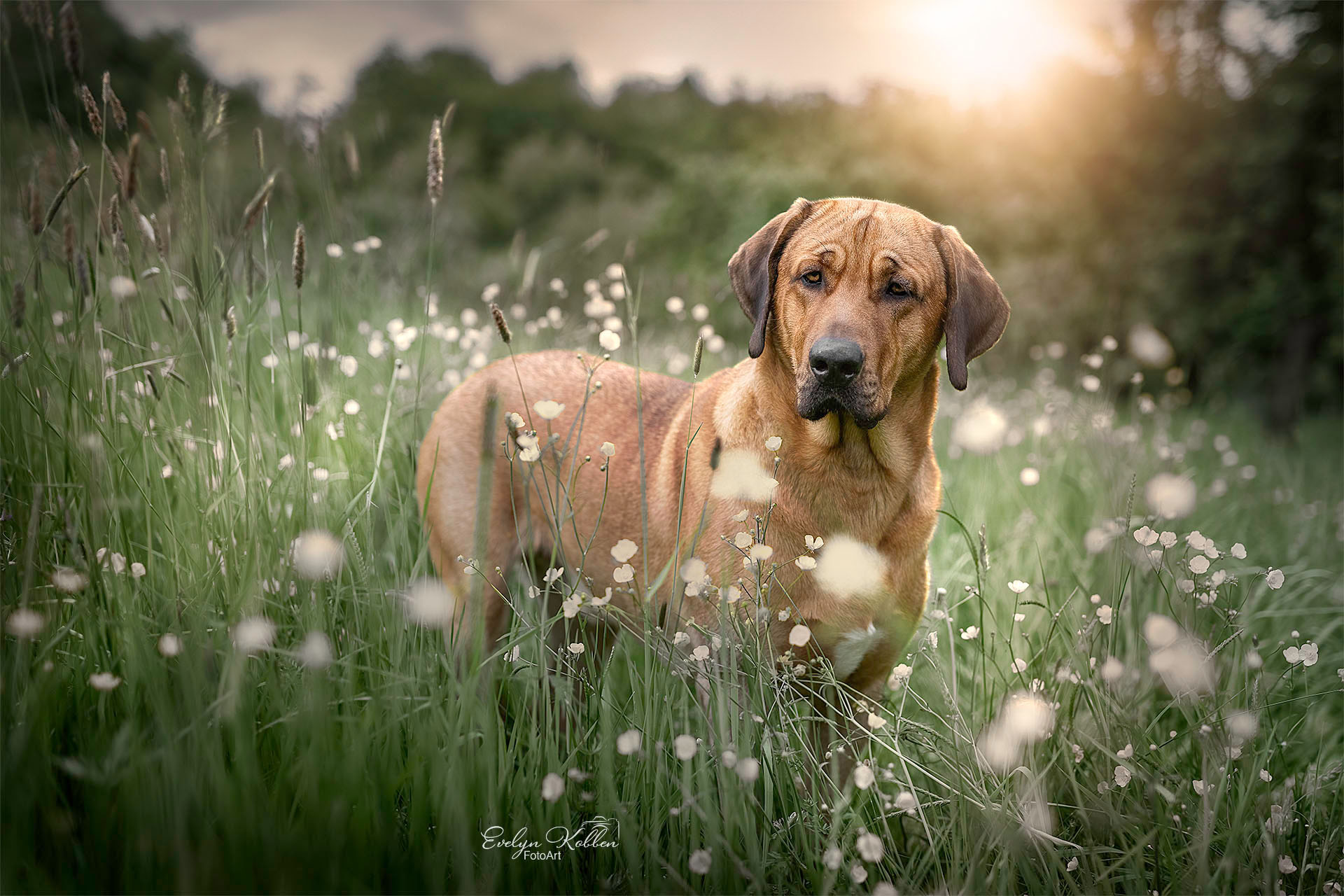 Broholmer Hund auf einer Blumenwiese