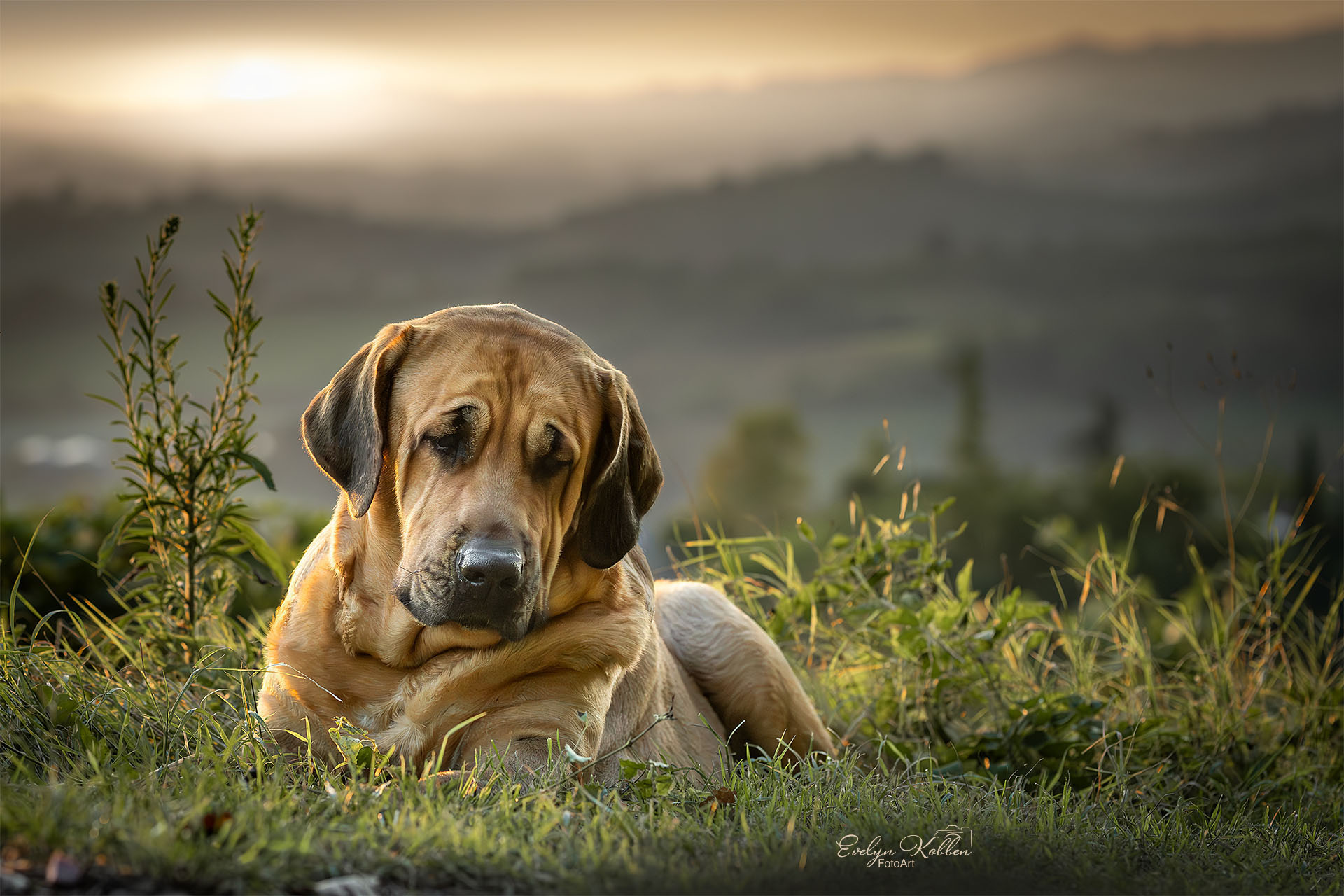 Eine Broholmer Hündin bei Sonnenaufgang vor dem Panorama der italienischen Berge