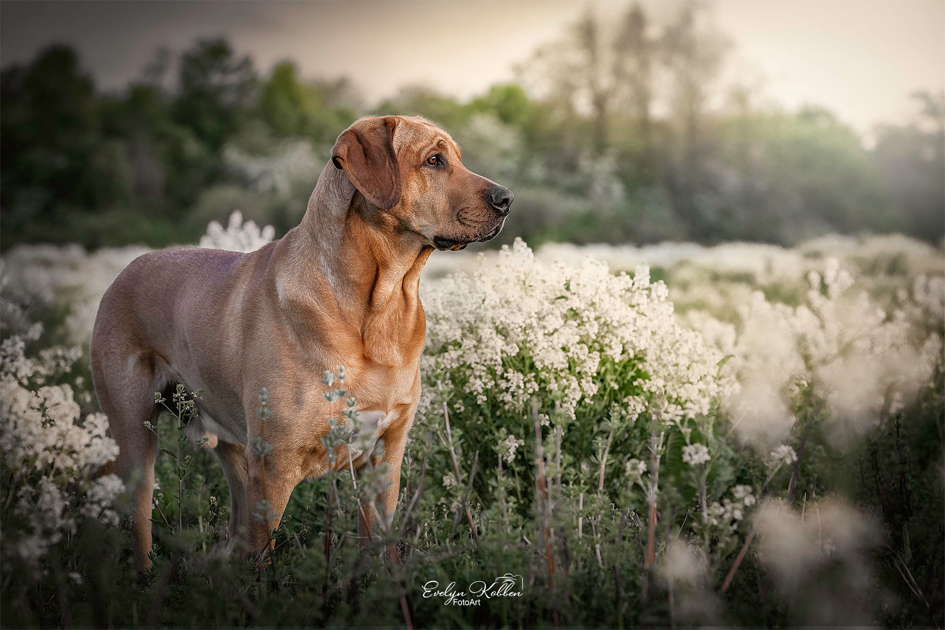 Broholmer Hund auf einer Blumenwiese