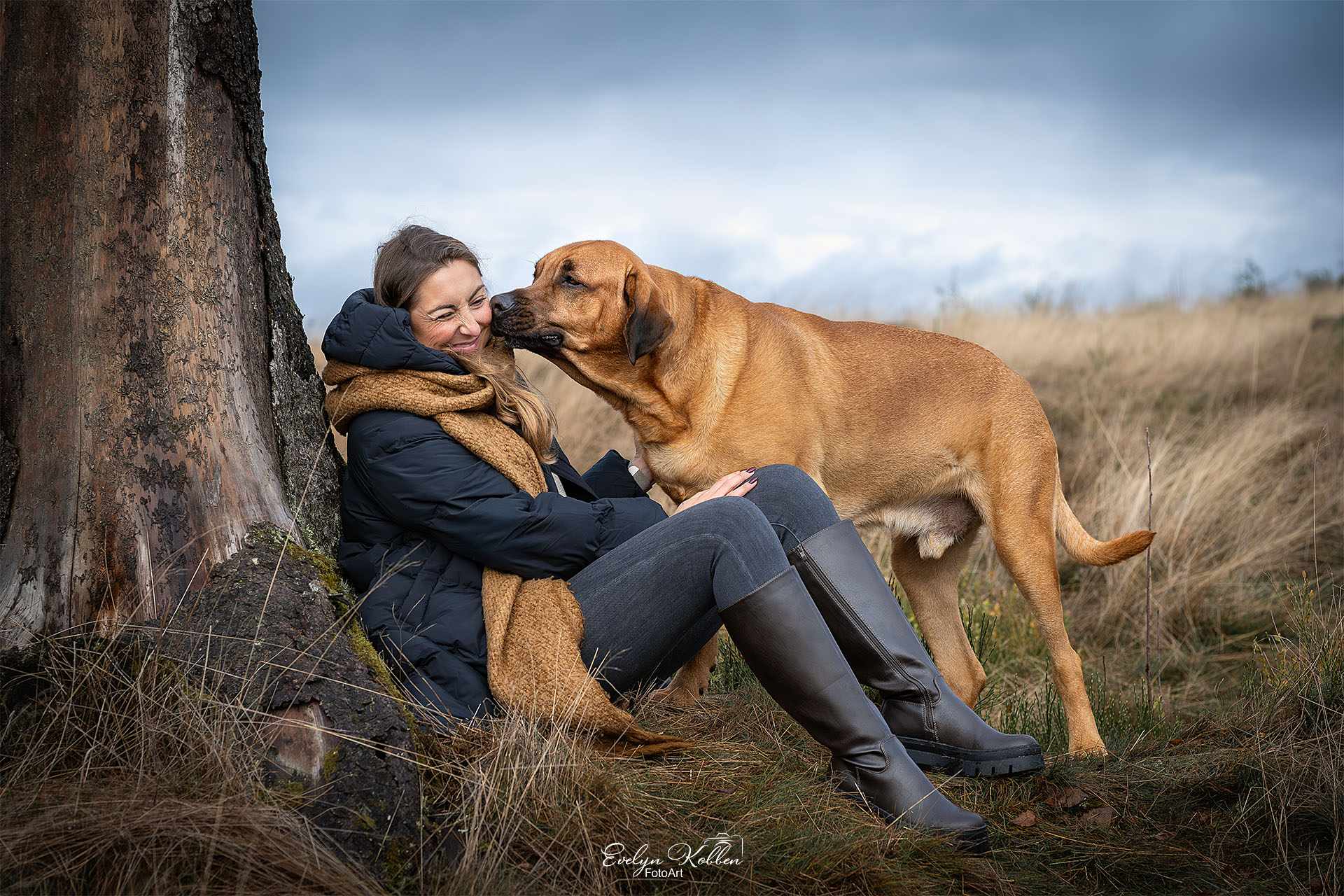 Broholmer – Hundefotografie