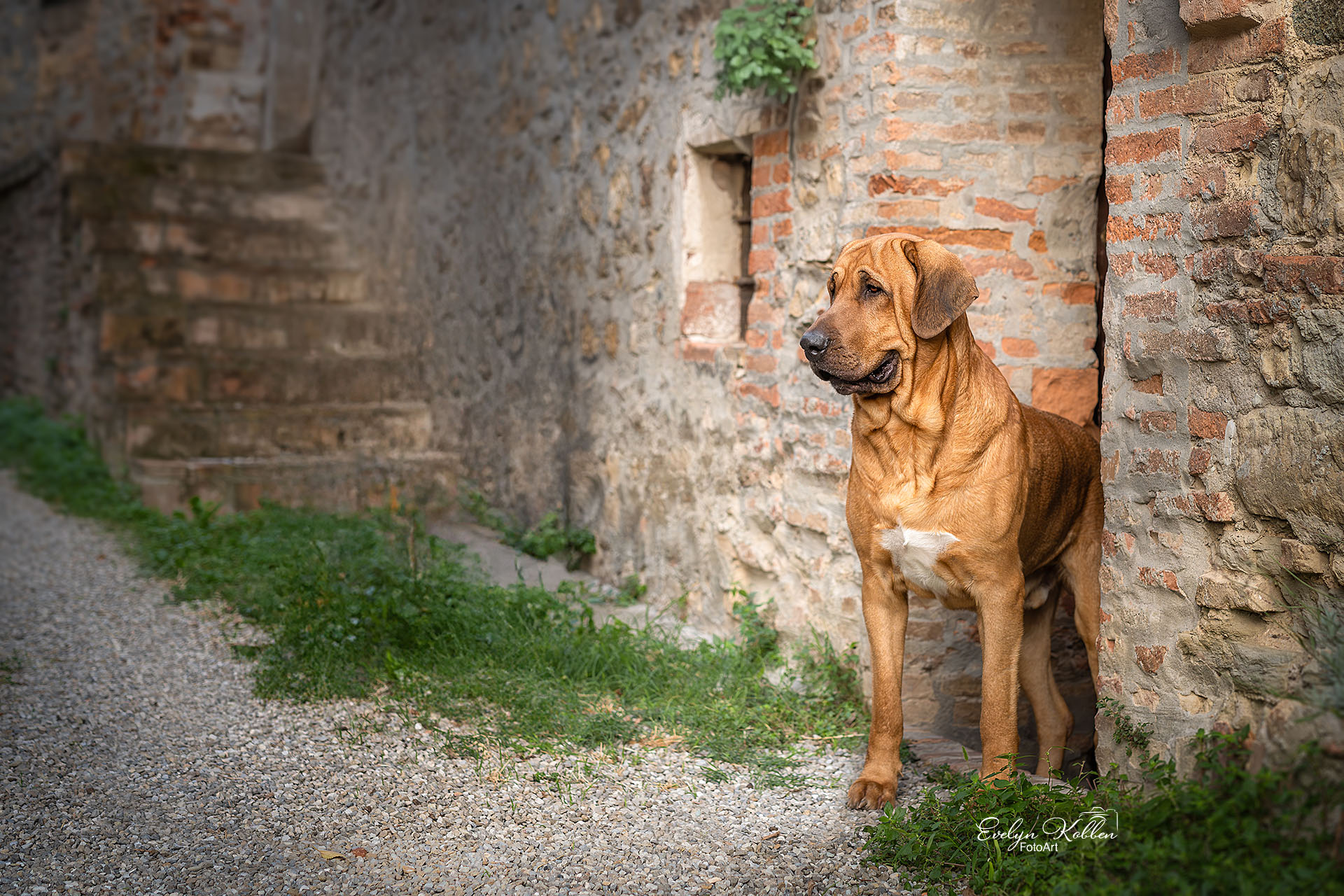Ein Broholmer steht in dem Eingang eines italienischen Steinhauses