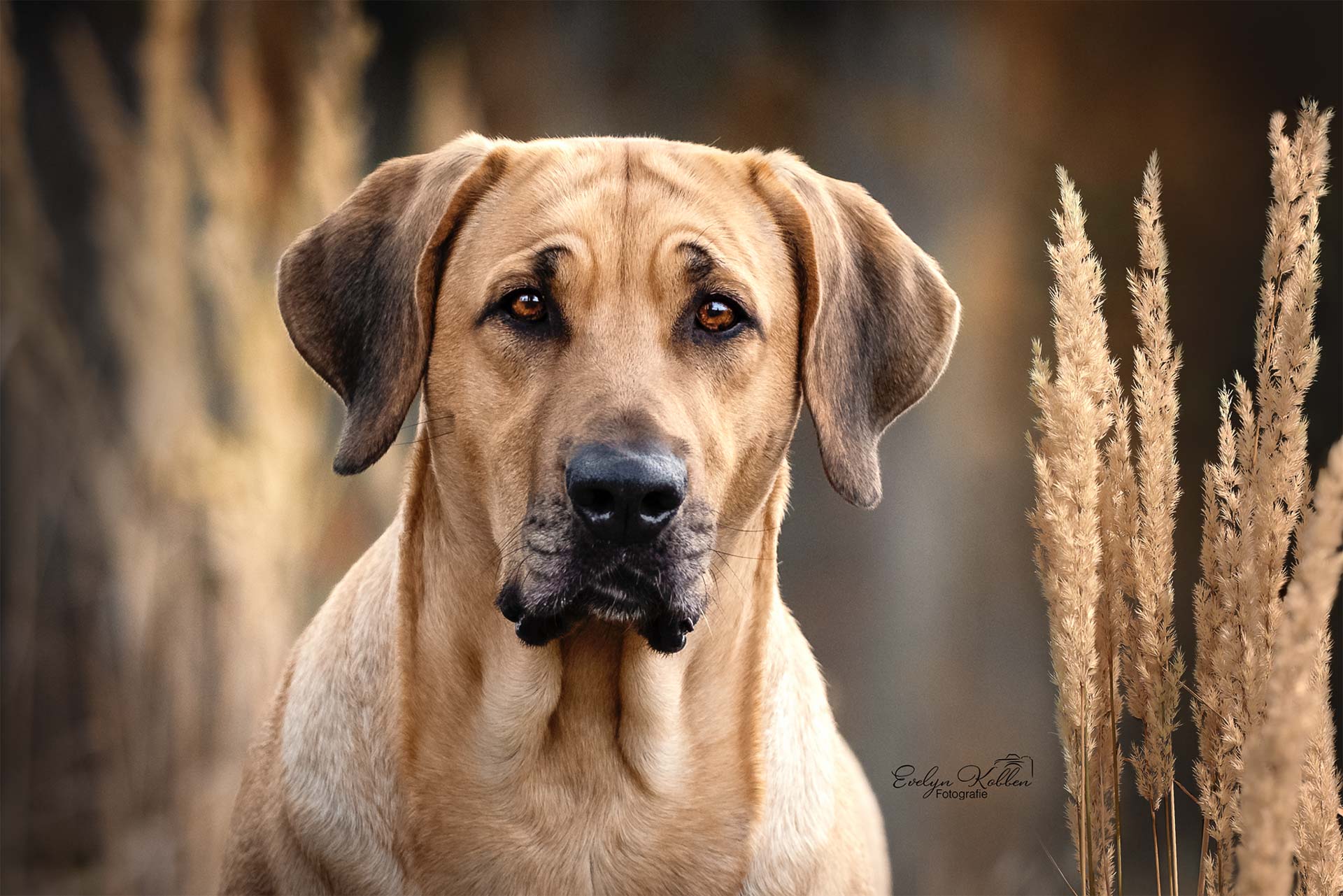 Portrait eines Broholmers