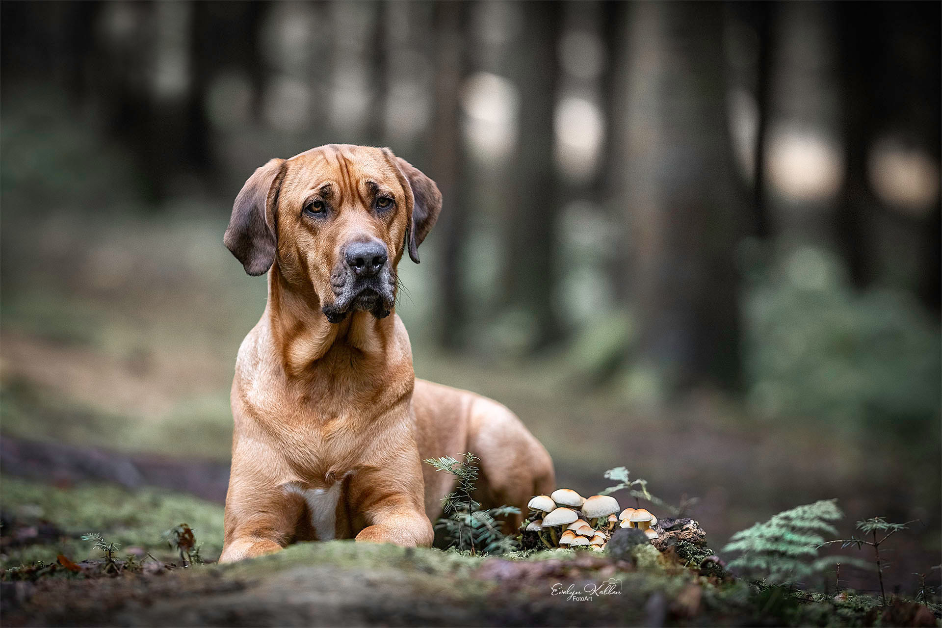 Hundeshooting im Wald. Pilze stehen im Vordergrund, der Broholmer liegt dahinter und blickt in die Kamera