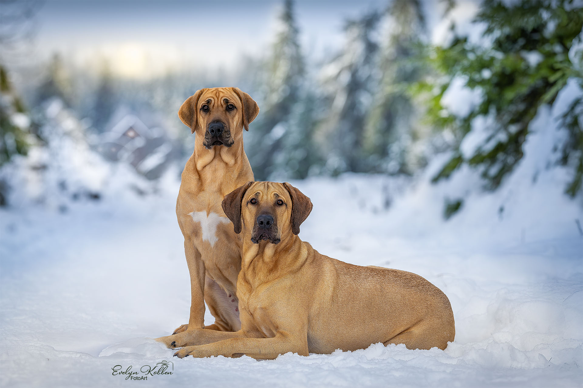 Zwei Broholmer Hundemädchen liegen im Schnee im Harz und posieren für ein Hundeshooting