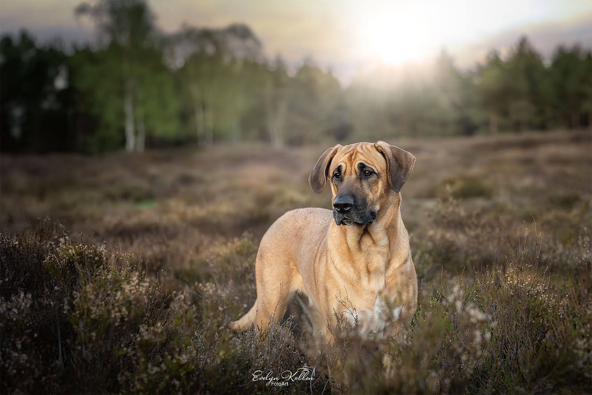 Eine Broholmer Hündin fotografiert in der Lüneburger Heide