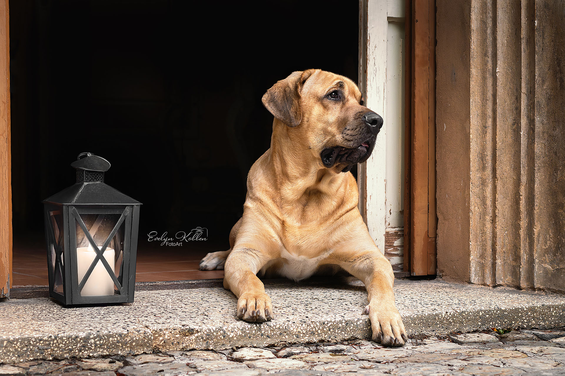 Broholmer Hund – Porträt eines Broholmers in einem Hauseingang Italiens