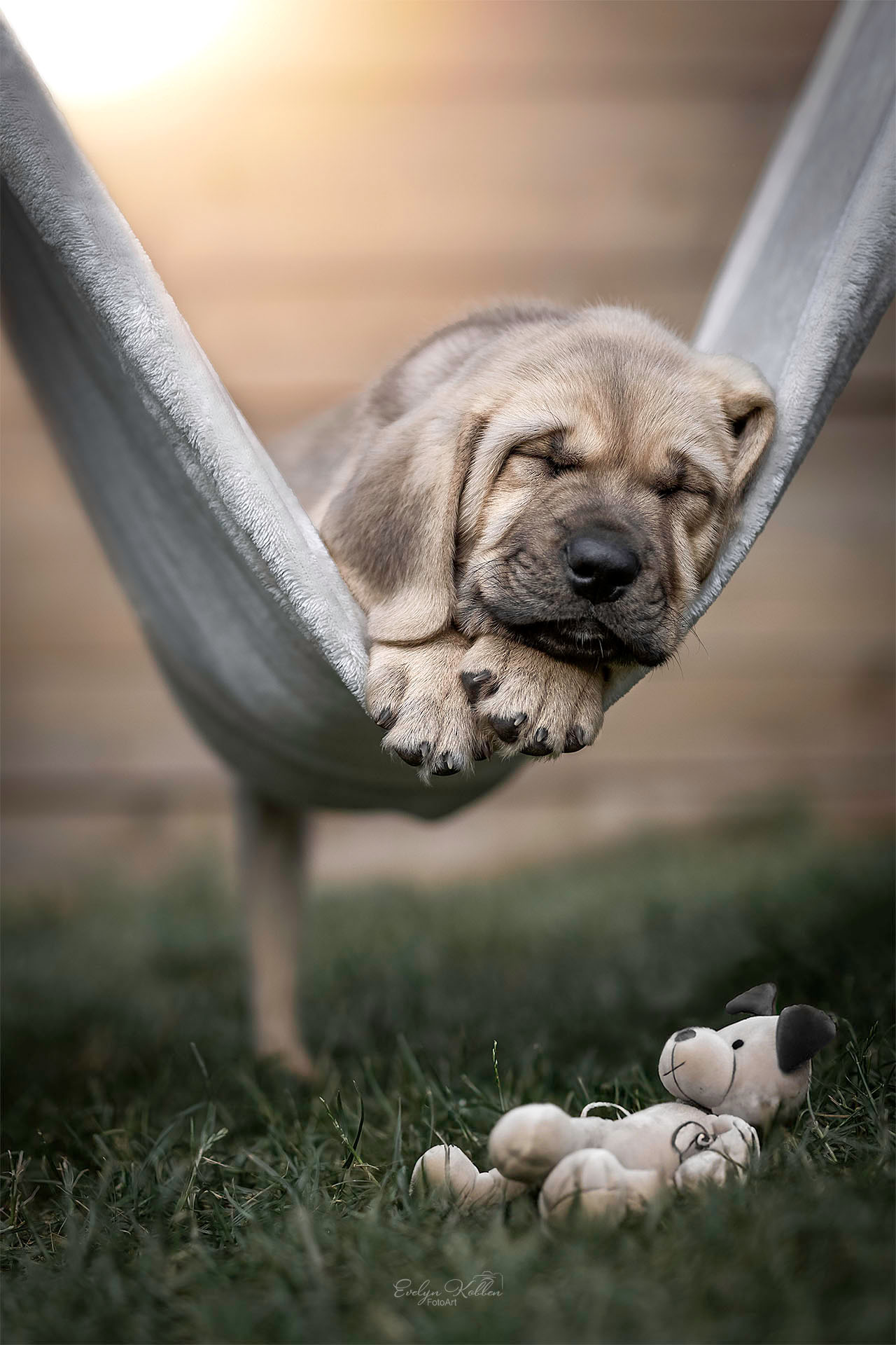 hundefotografie-hundefotos-broholmer-evelyn-kobben-fotoart-fotograf- 153 Ein Broholmer Welpe liegt in der Hängematte