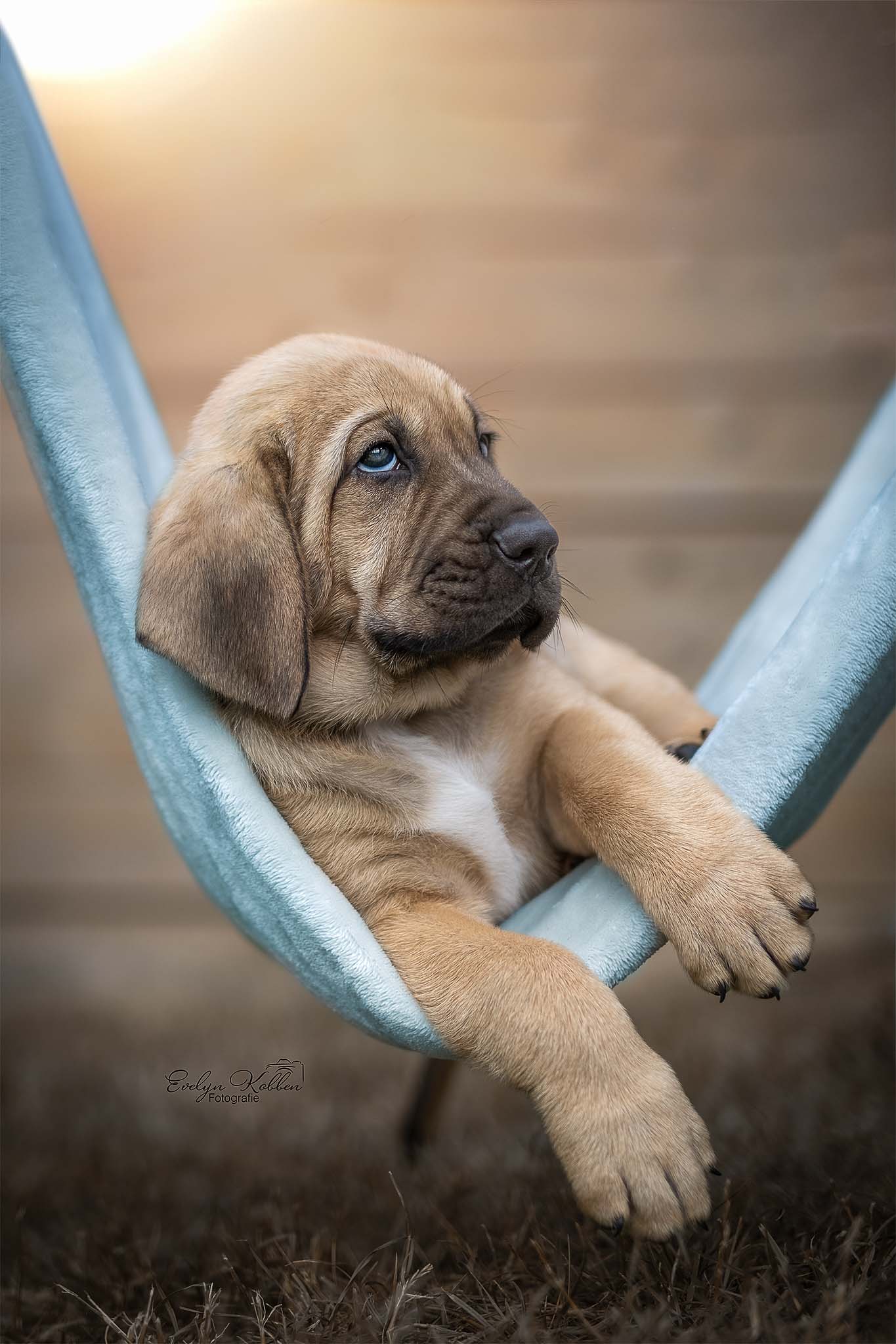 hundefotografie-hundefotos-broholmer-evelyn-kobben-fotoart-fotograf- 163 Ein Broholmer Welpe liegt in einer blauen Hängematte und schaut sich die Lokation an, seine Pfoten hängen herunter
