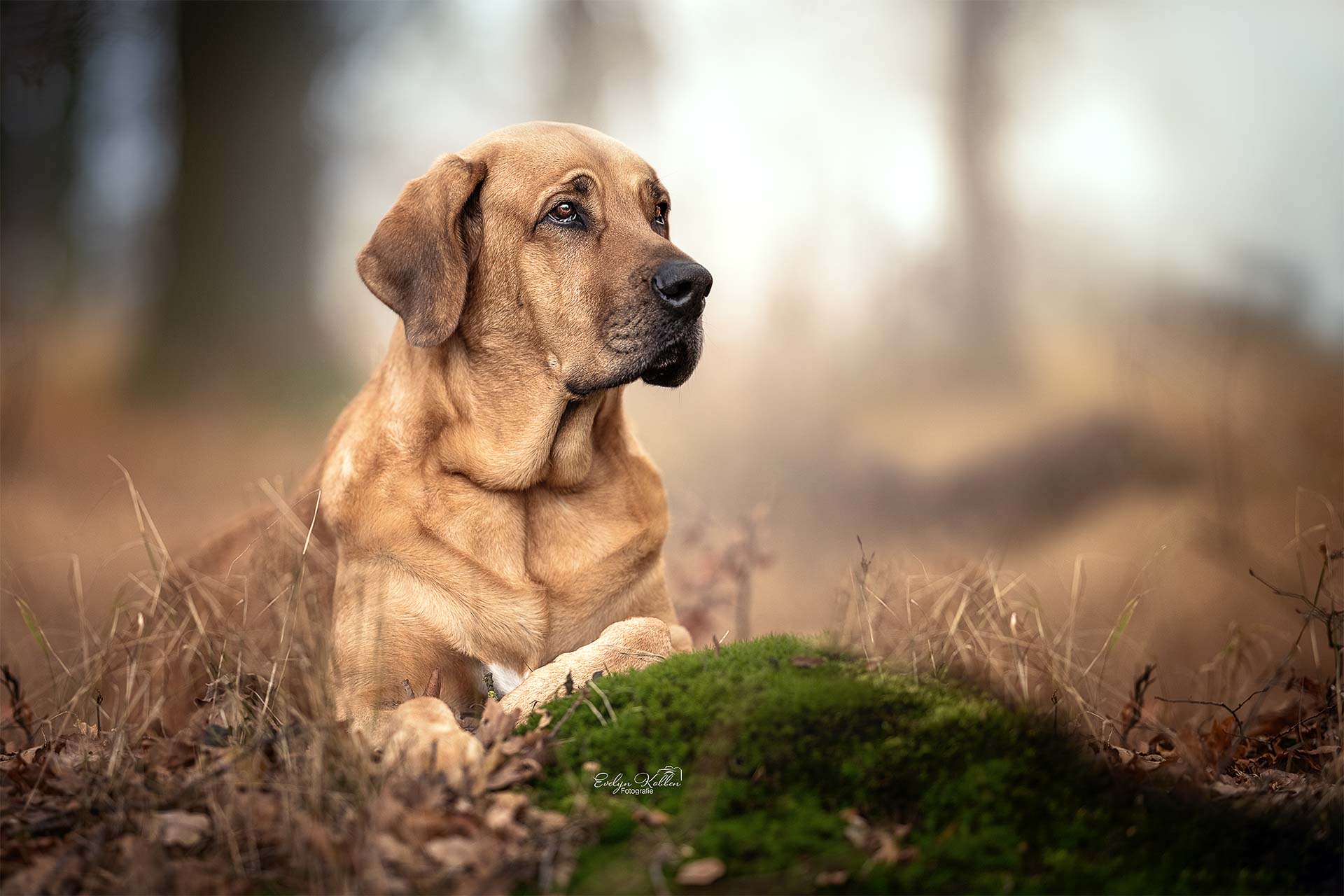 Broholmer Hündin liegt im Herbstwald auf einem grünen Moosbett