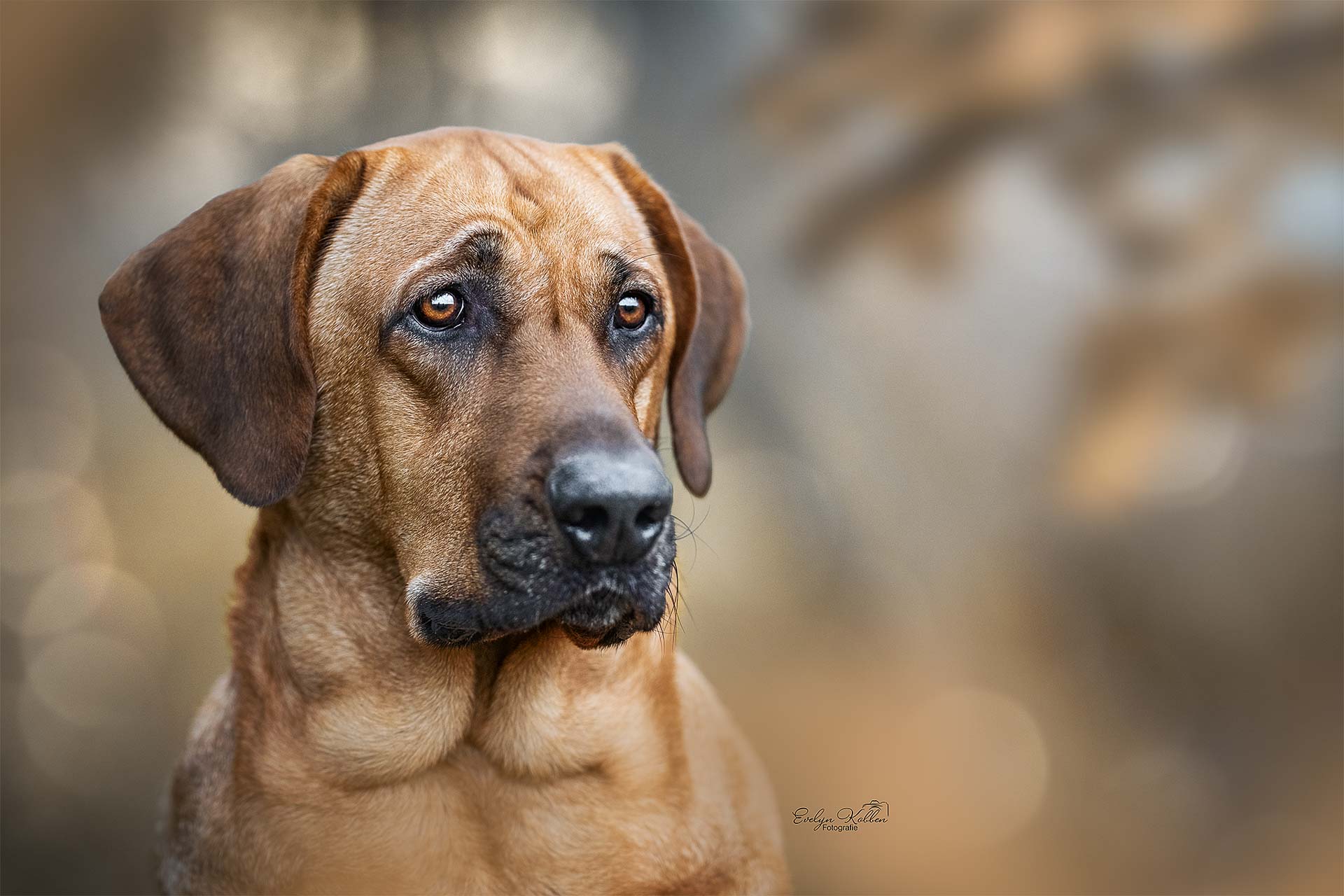 Tierportraits sind auch wunderschöne Erinnerungen an seinen besten Freund. Hier ist es der Kopf eines Hundes.