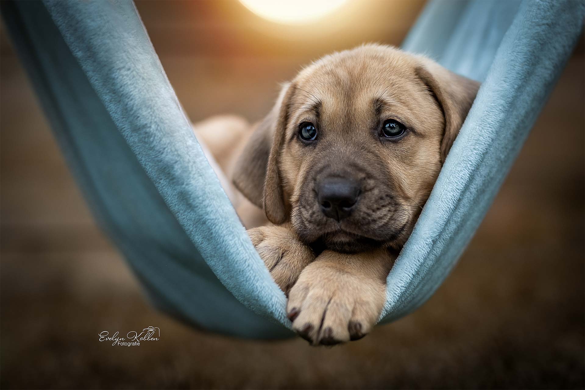 Ein Broholmer Welpe liegt in einer blauen Hängematte und schaut zur Tierfotografin
