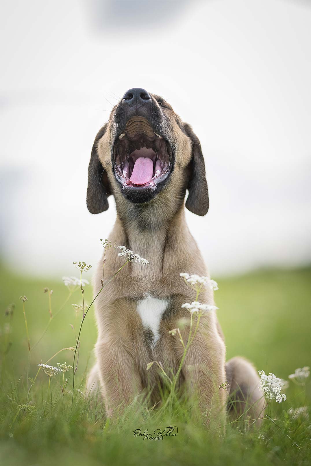 hundefotografie-hundefotos-broholmer-evelyn-kobben-fotoart-fotograf- 189